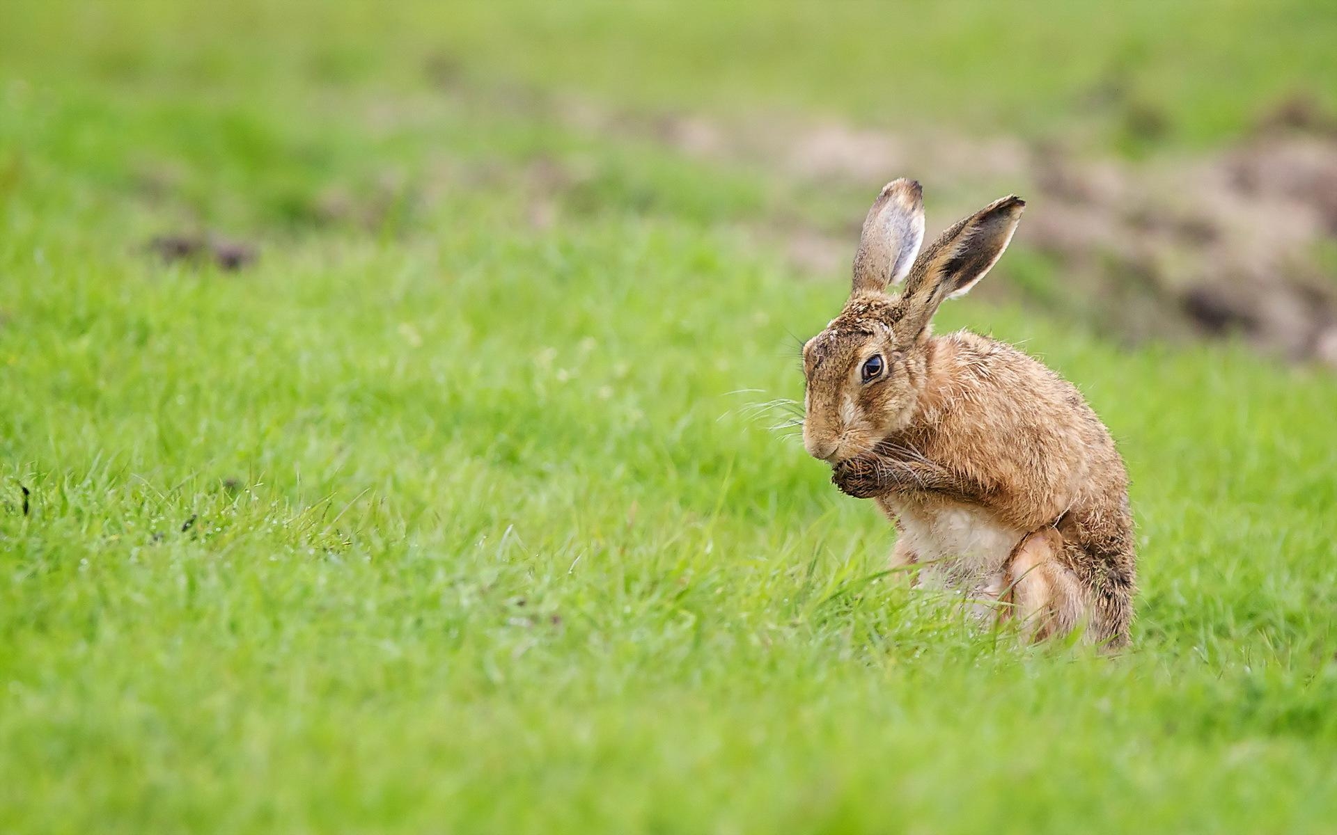 1920x1200 Hare Wallpaper TL36S, Desktop