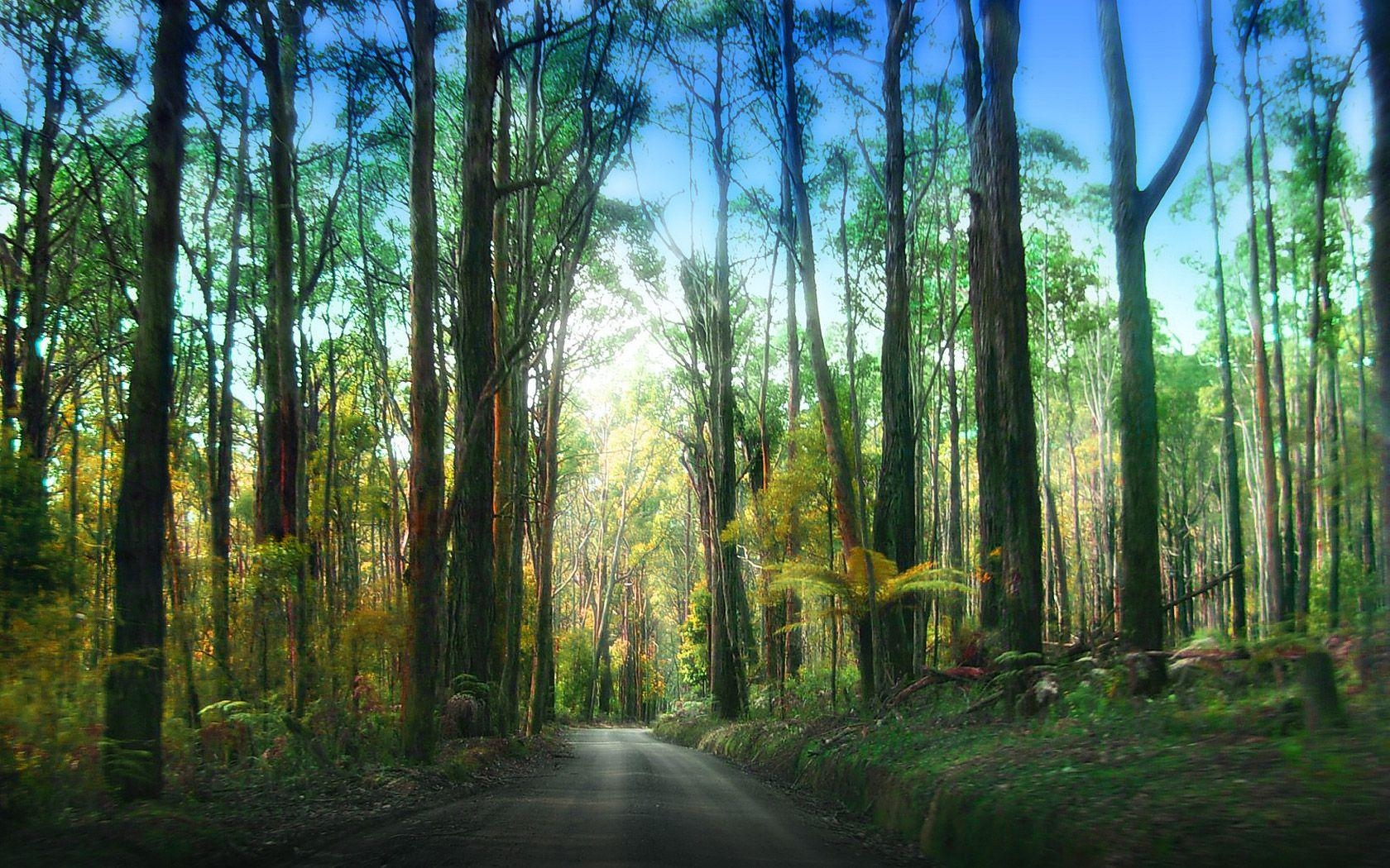 1680x1050 Redwood National Park Desktop Wallpaper, Redwood National Park, Desktop