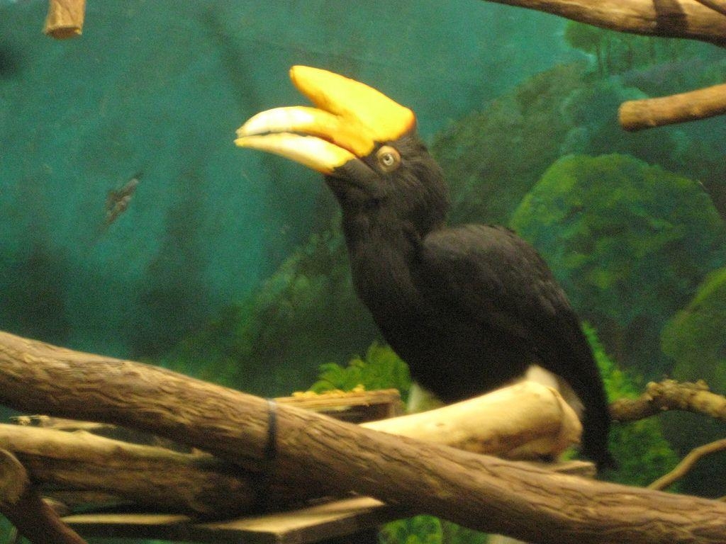 1030x770 Buceros rhinoceros- Rhinoceros Hornbill, Desktop