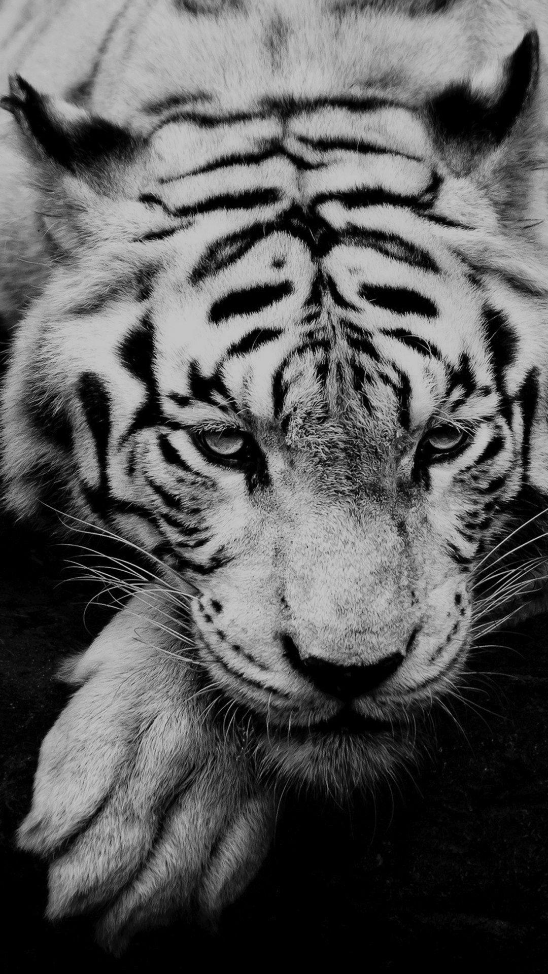 1080x1920 Tiger iPhone Wallpaper Free Tiger iPhone Background, Phone