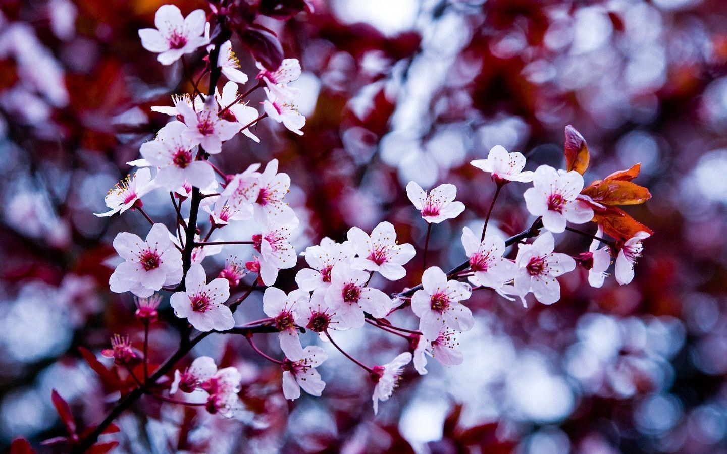 1440x900 Spring Flowers Wallpaper, Desktop