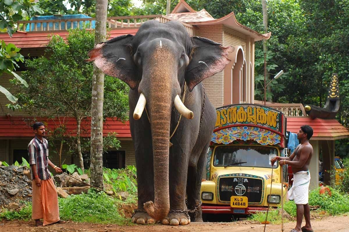 1200x800 Kerala Elephant Pampady Rajan. Holiday destinations in india, Elephant, Kerala tourism, Desktop