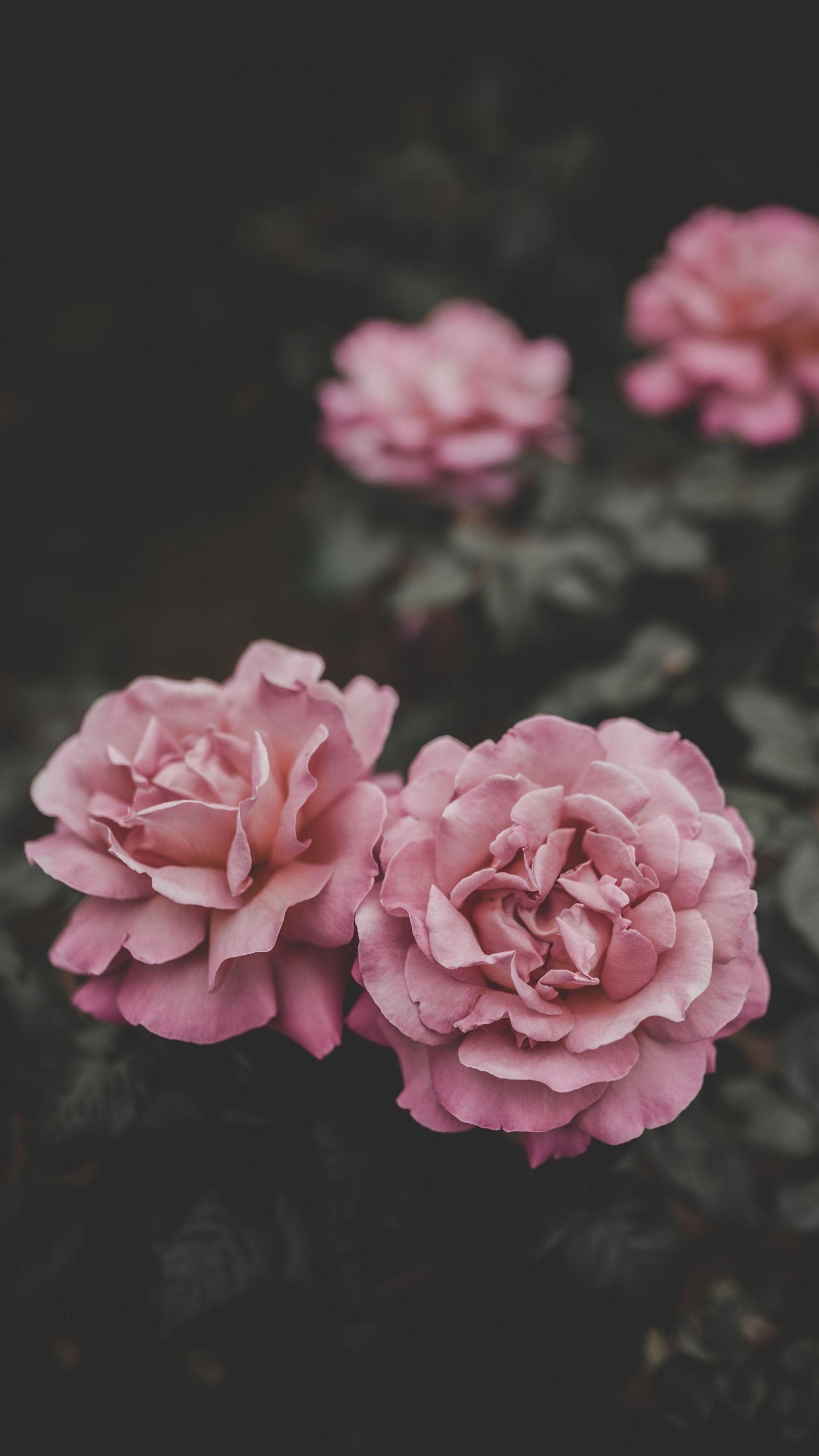 1630x2900 Wallpaper iPhone 4k Resolution 4k iPhone Wallpaper Flowers Image, Phone