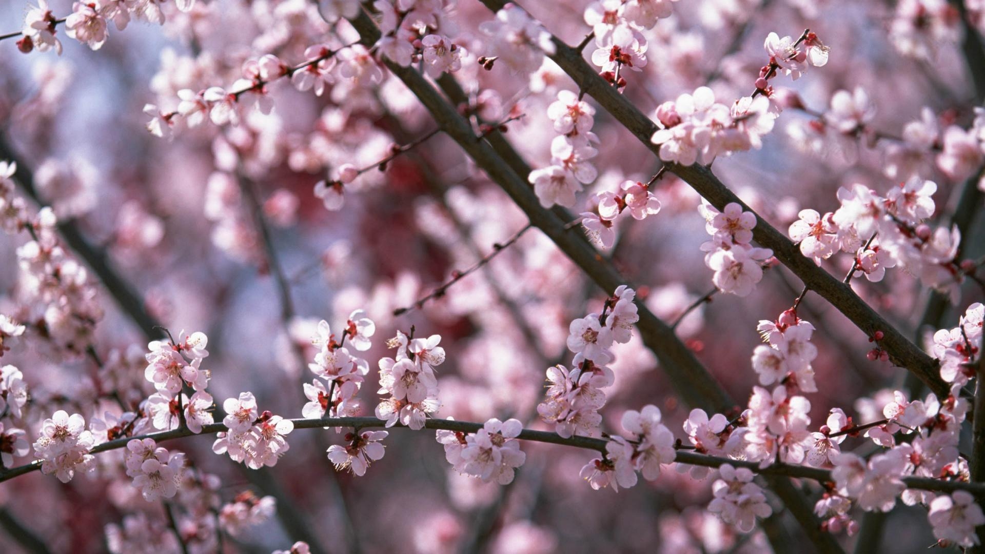 1920x1080 sakura_flower_blossom_hd_, Desktop