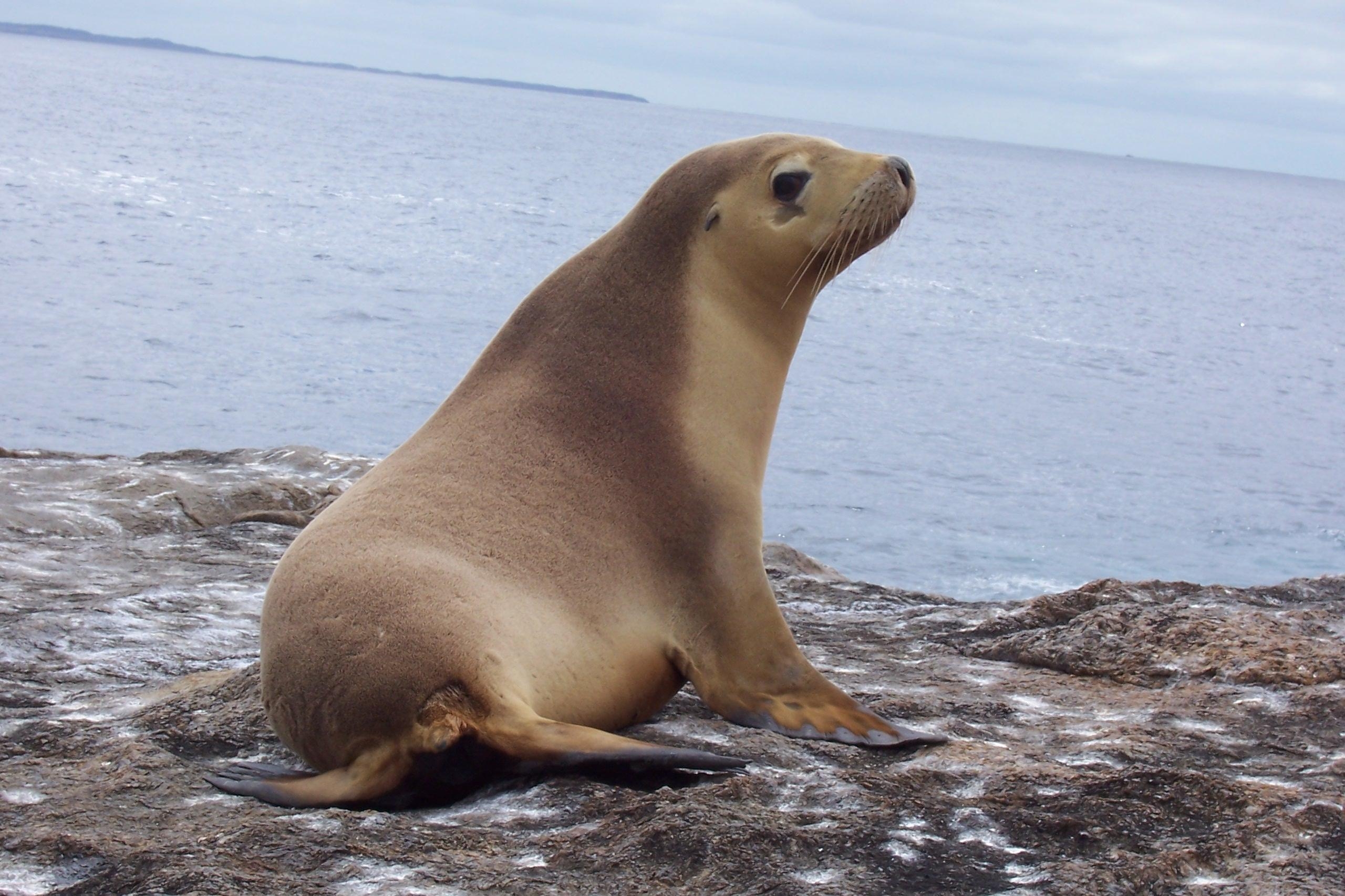 2560x1710 Eared seal, Desktop