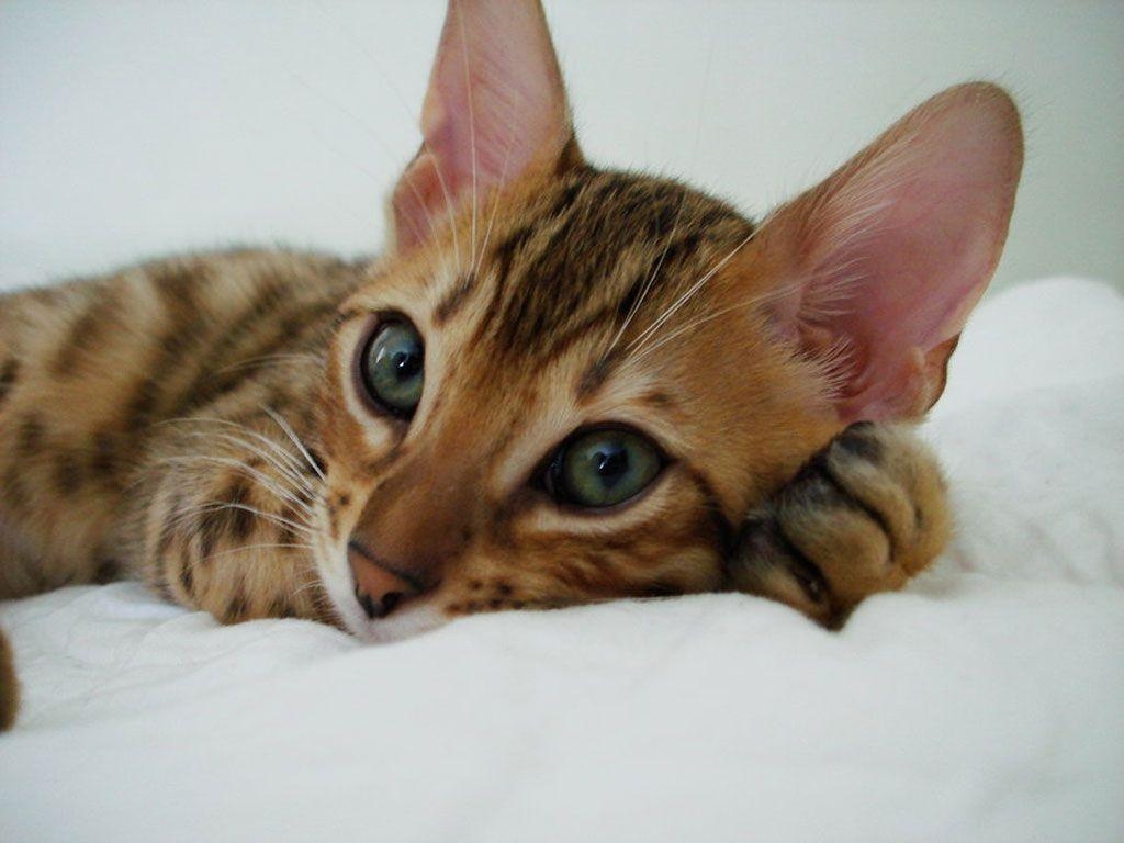 1030x770 Bengal Cat Wallpaper 10 1024×768 HD Wallpaper Res, Desktop