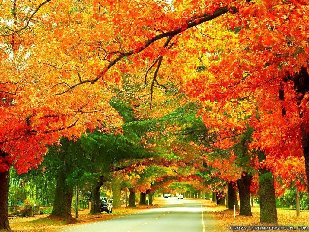 1030x770 Autumn In Australia wallpaper, Desktop