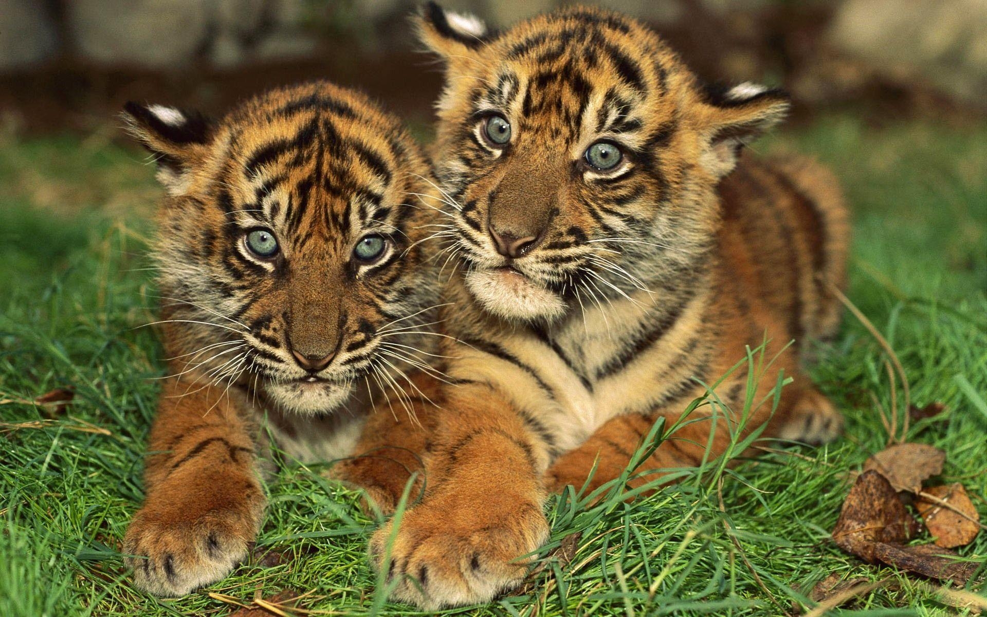 1920x1200 Tiger Cubs Photo 35548 High Resolution. HD Wallpaper & Picture, Desktop