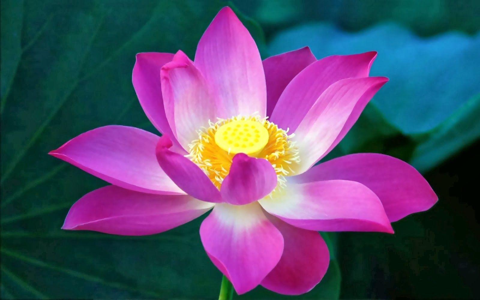 1600x1000 Purple Lotus Flowers Wallpaper. Beautiful Flowers Wallpaper, Desktop