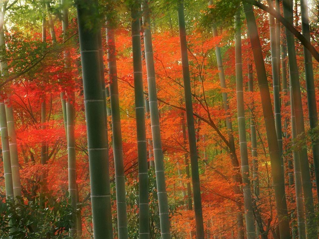 1030x770 Arashiyama Tag wallpaper: Forest Japan Arashiyama Kyoto Autumn, Desktop