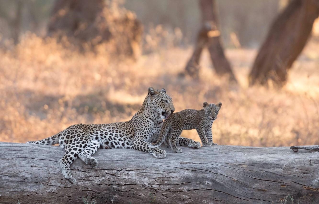 1340x850 Wallpaper leopard, Africa, log, cub, kitty, bokeh, Zambia, Lower, Desktop