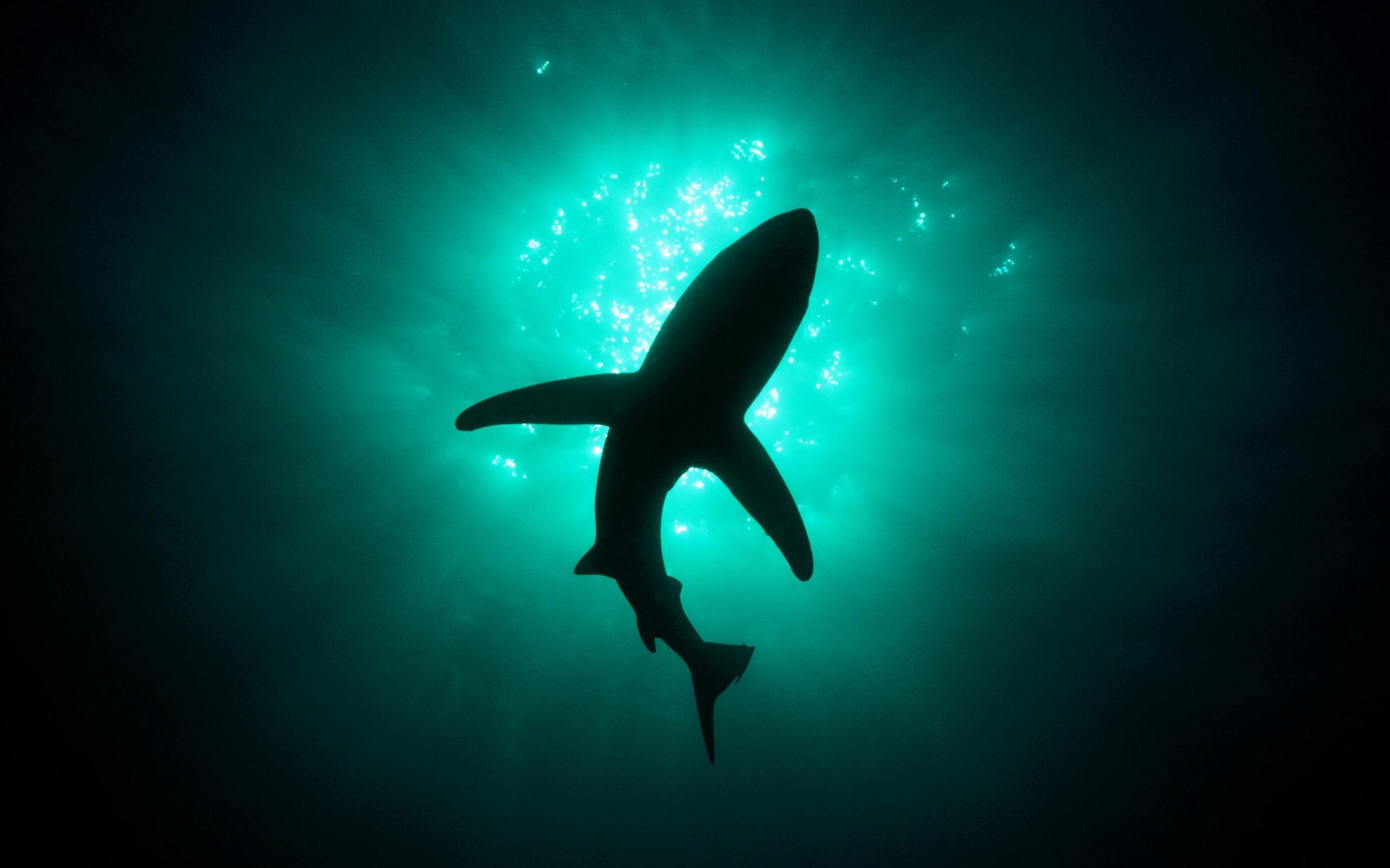 2560x1600 Cool Shark Wallpaper Free Cool Shark Background, Desktop