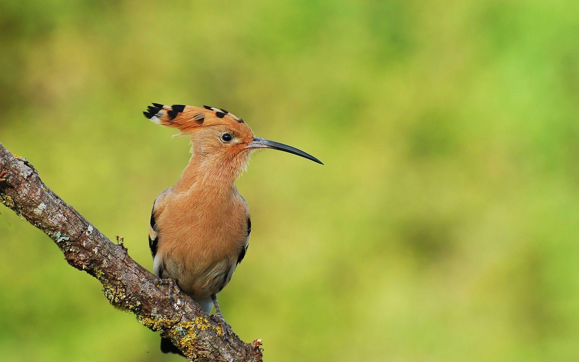 1920x1200 birds. wallpaper, hoopoe, birds, bird, image. Bird, Desktop