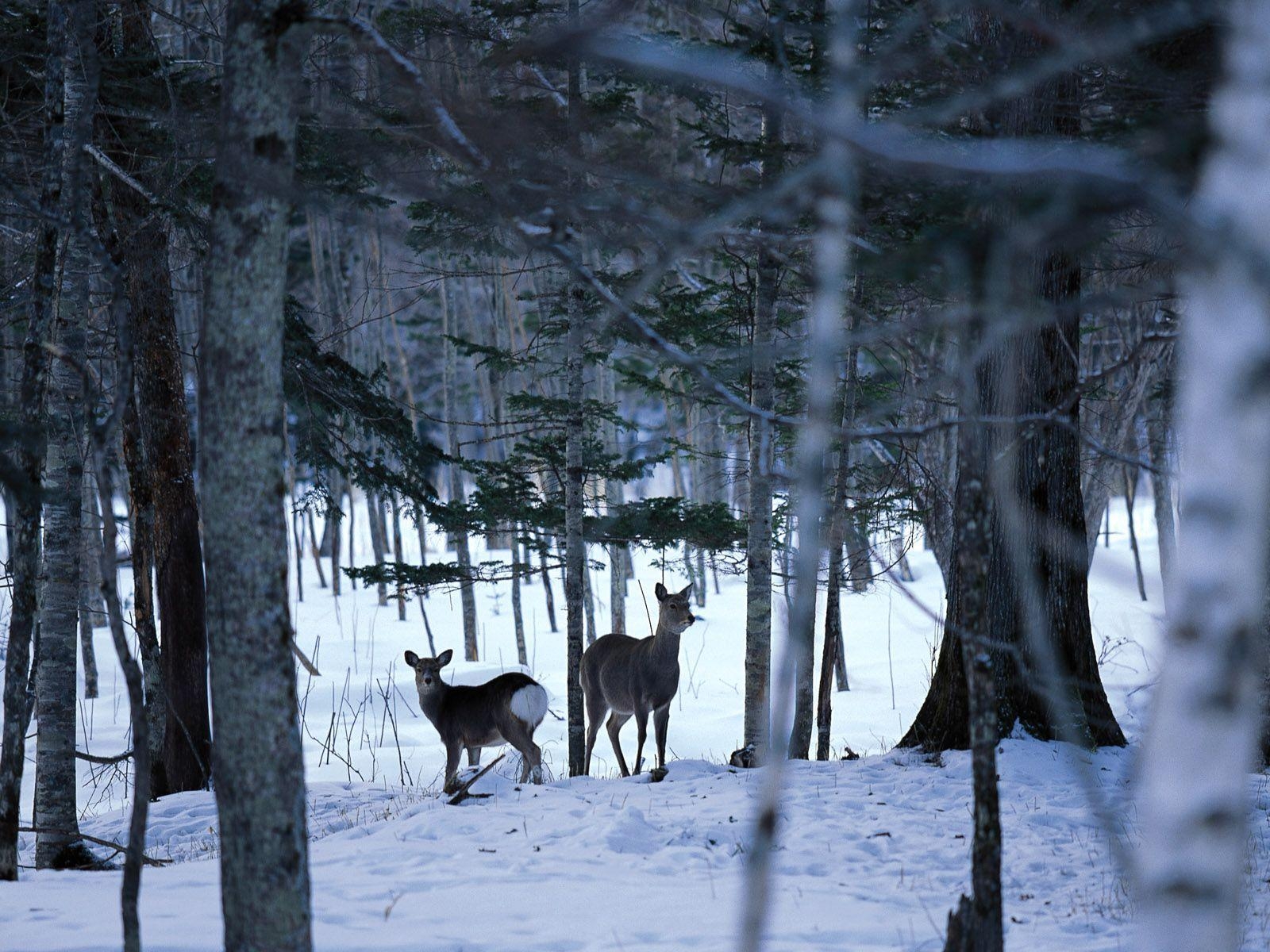 1600x1200 free desktop wallpaper winter scenes, Desktop