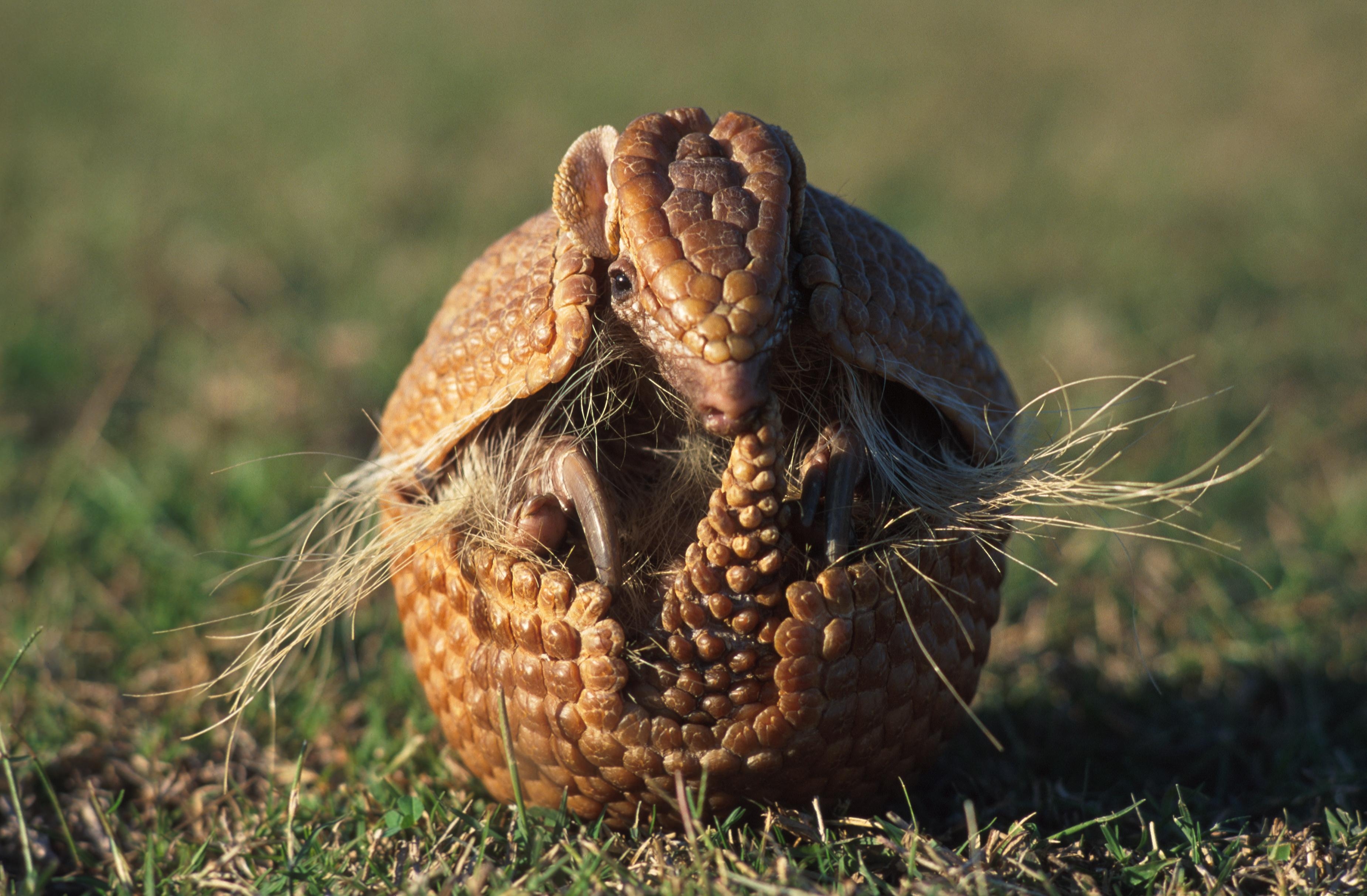 3700x2430 Armadillo HD Wallpaper, Desktop