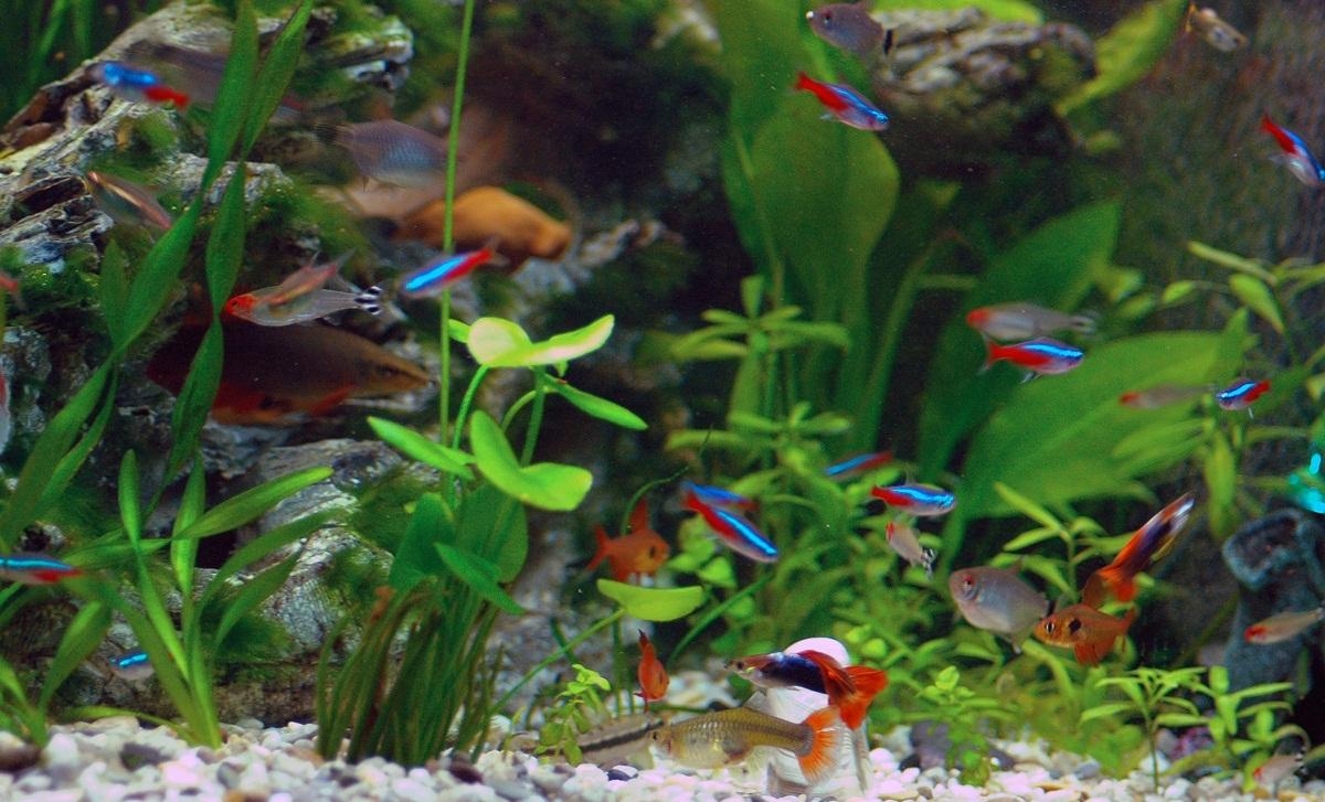 1200x730 Neon Tetra Fish Facts, Care, Disease, Breeding, Tank Mates, Desktop