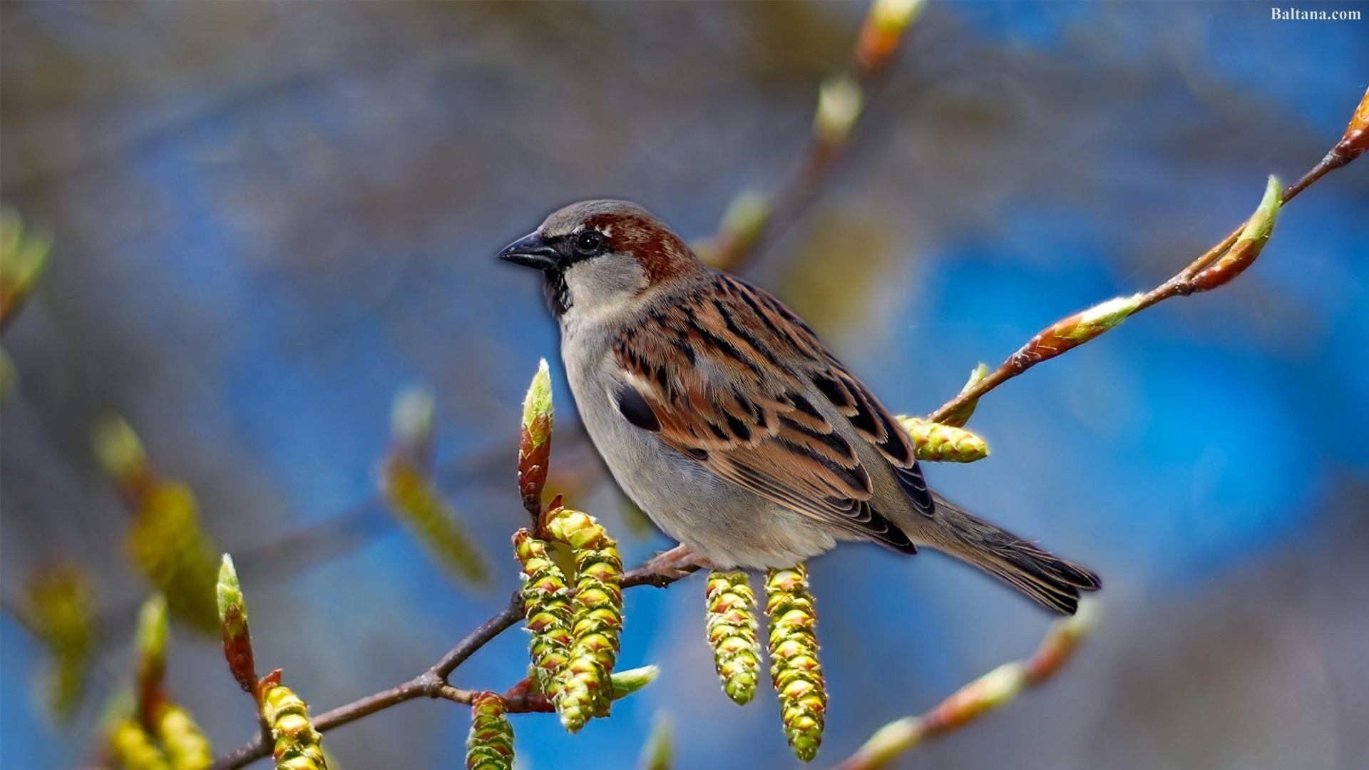 1920x1080 Sparrow Best HD Wallpaper 31913, Desktop