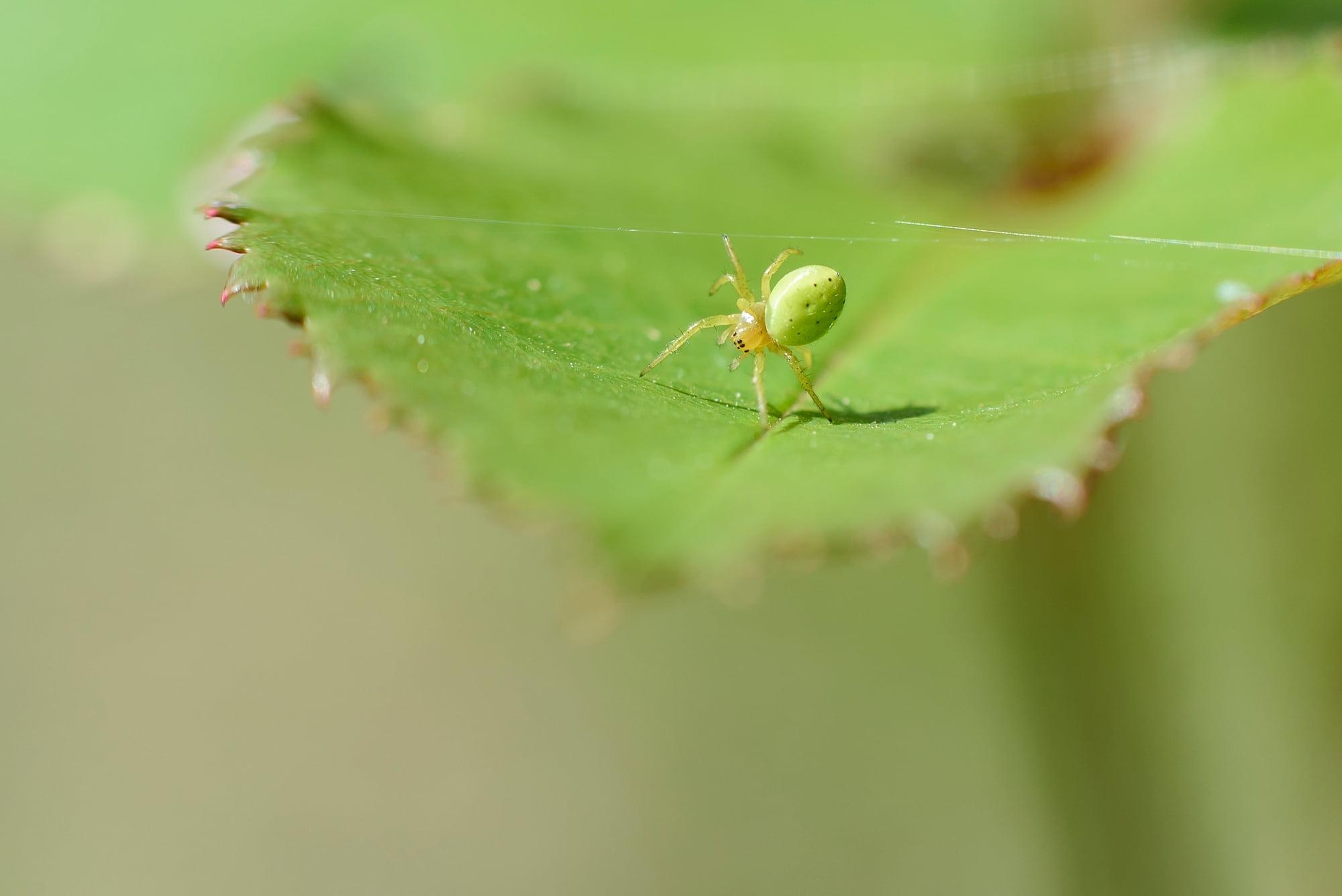 2000x1340 Green Crab Spider on plant leaf in selective focus, Desktop