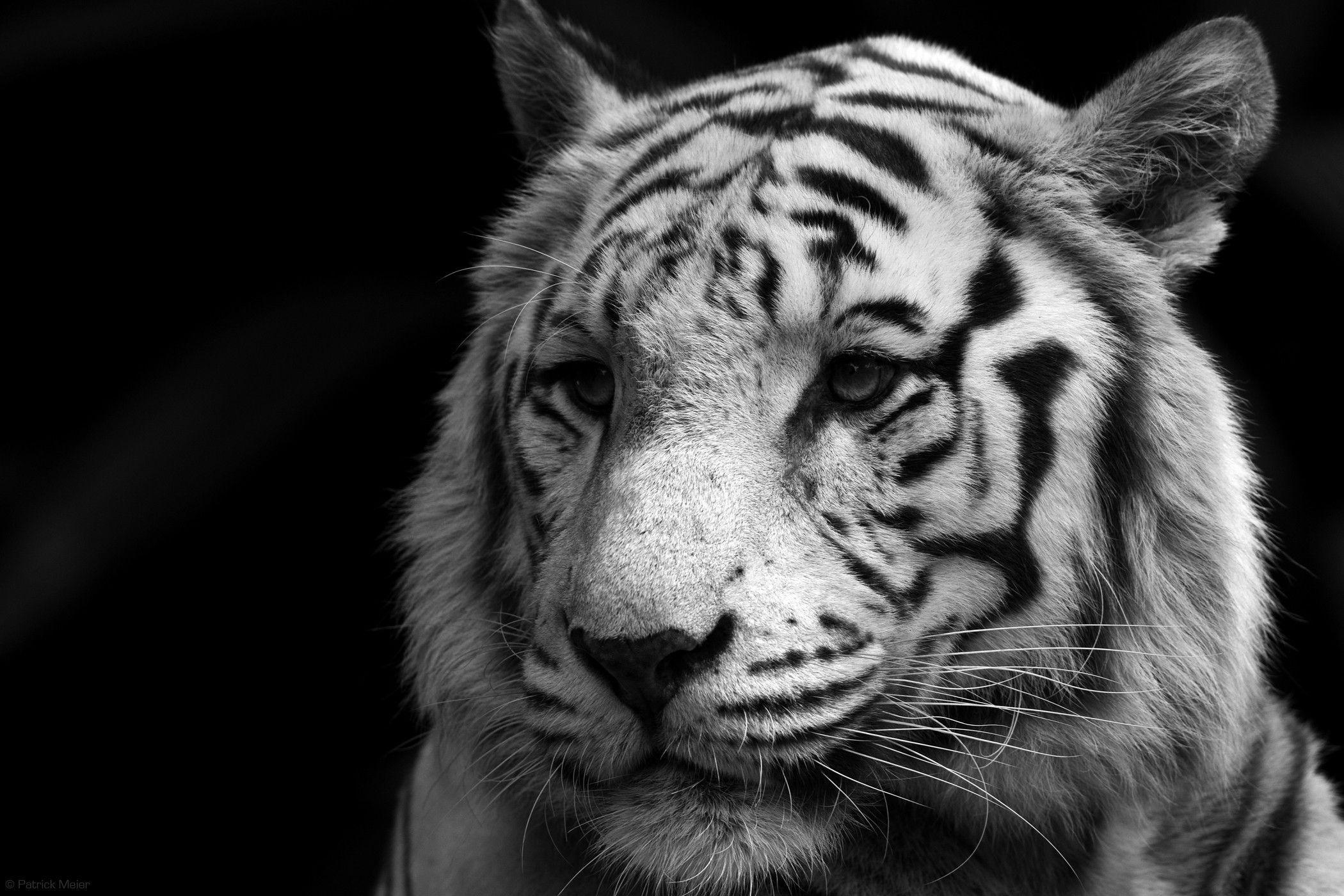 2100x1400 Pin White Tiger Wallpaper, Desktop