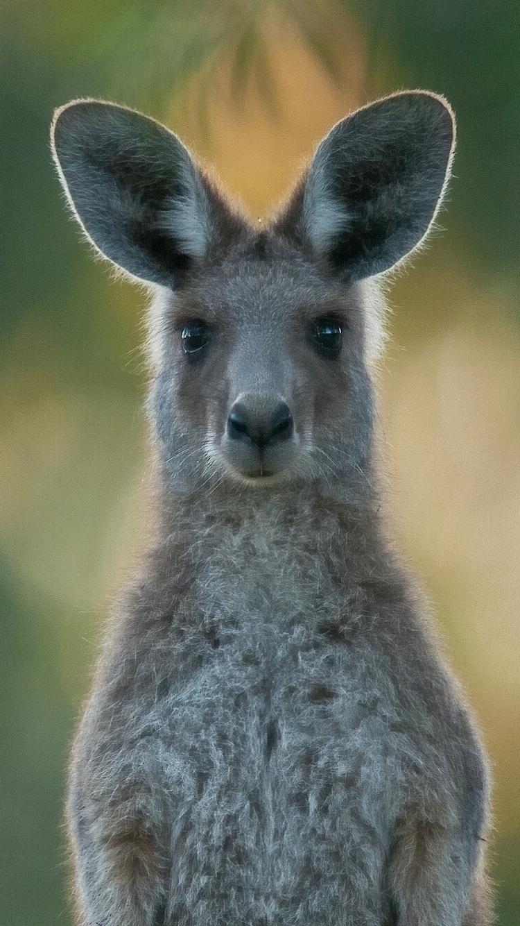 750x1340 Animal Kangaroo () Wallpaper, Phone