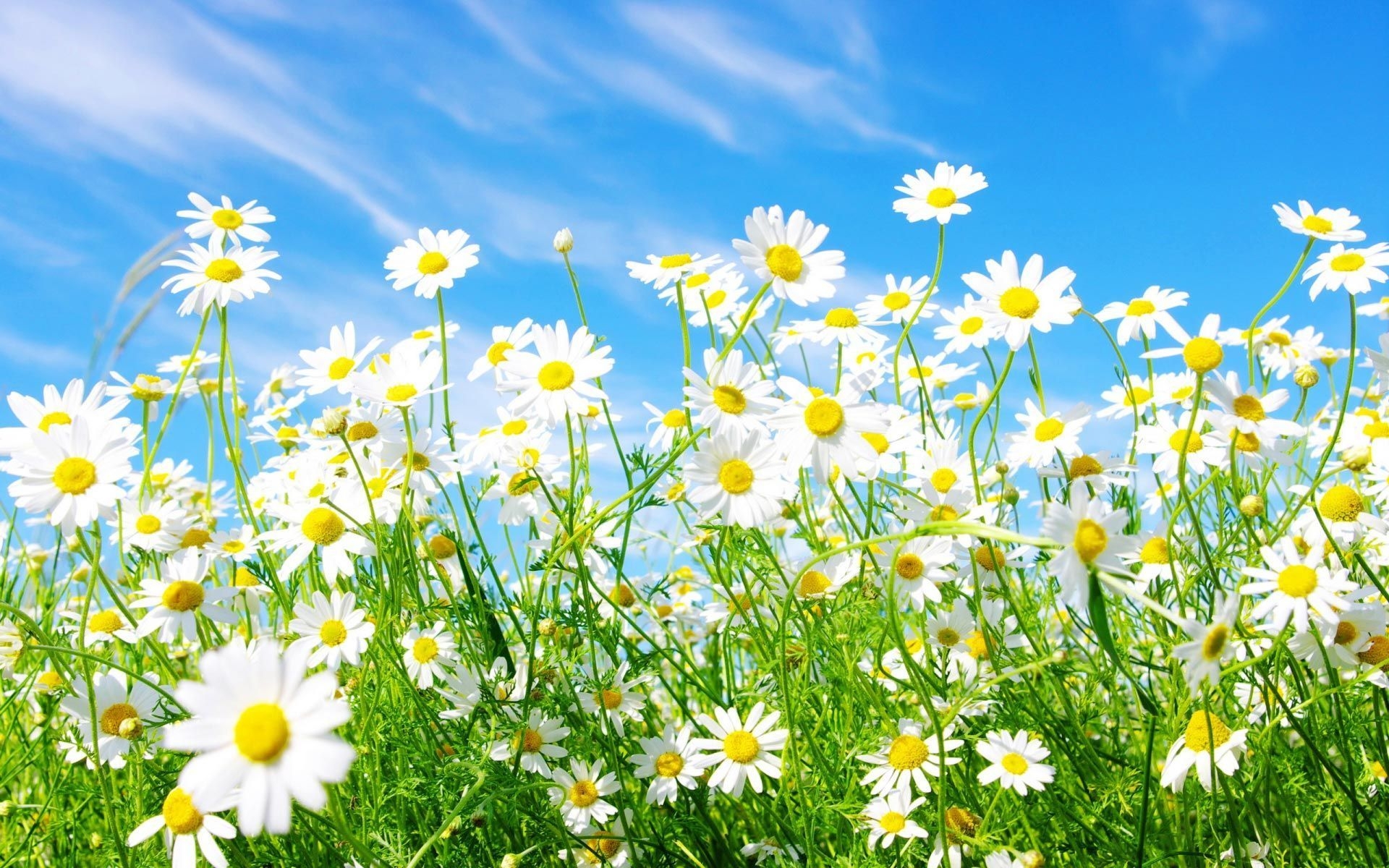 1920x1200 Spring Wallpaper Free Spring Background, Desktop