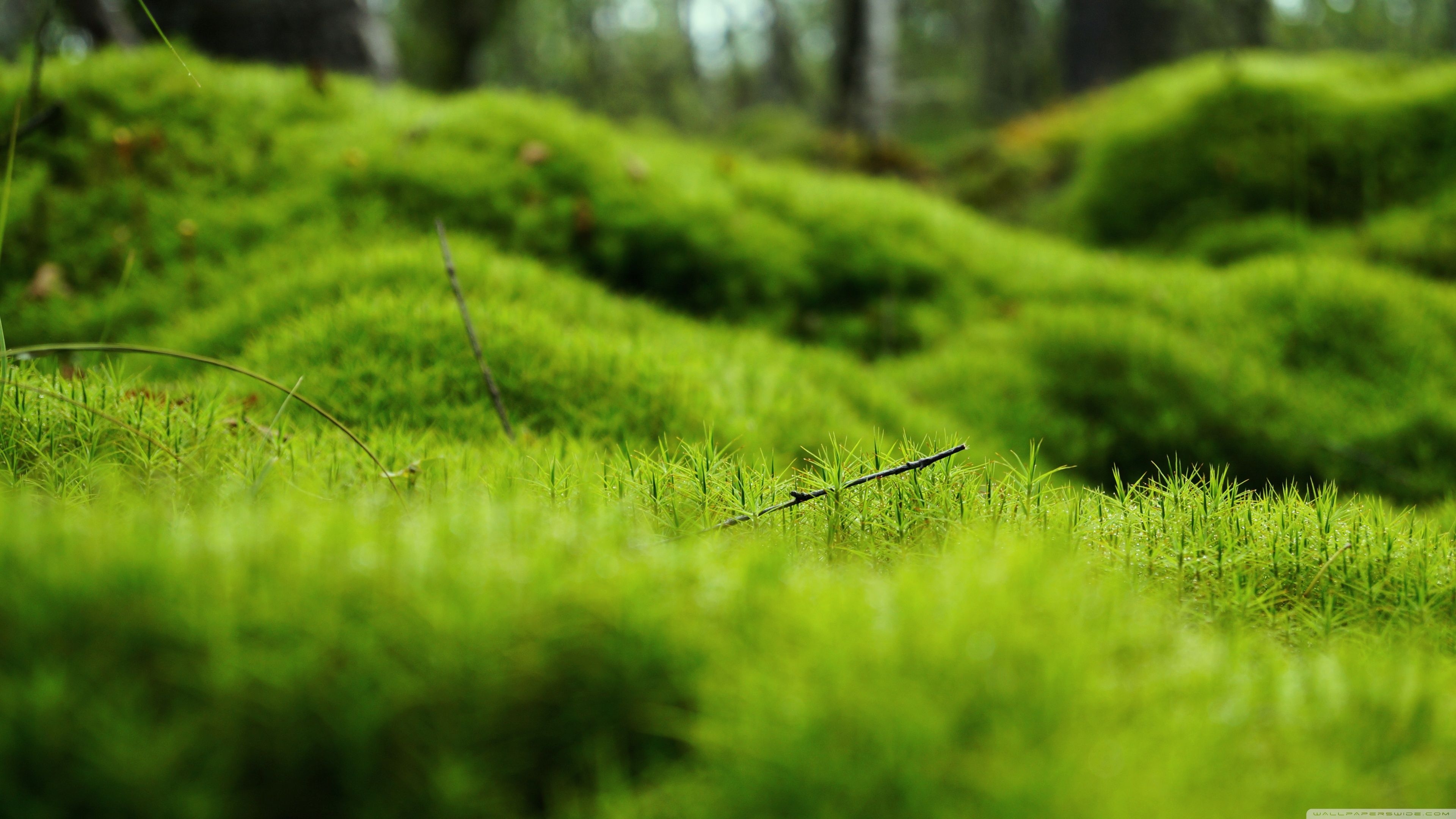 3840x2160 Hd Wallpaper Green, Desktop