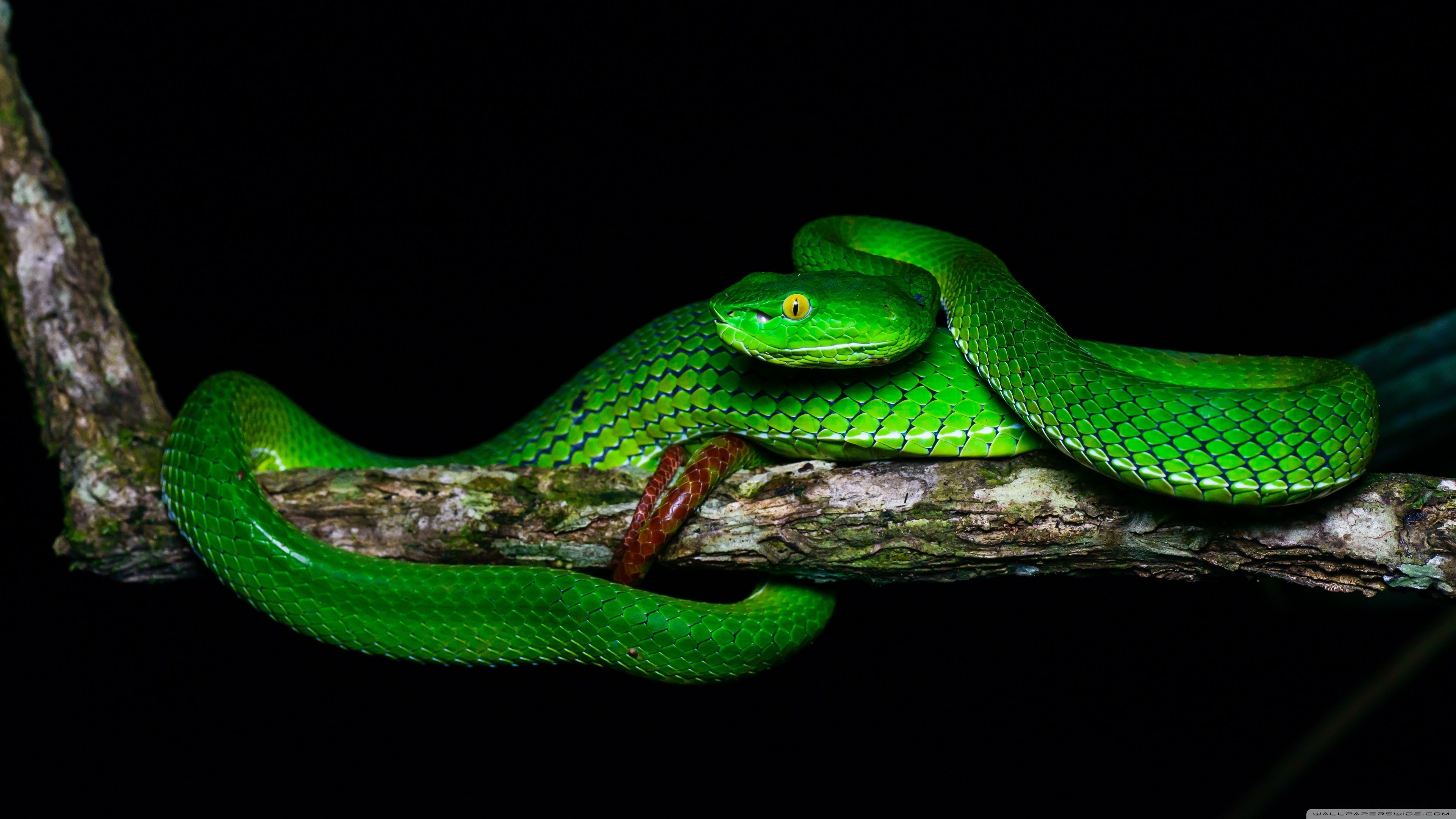 3840x2160 Green Snake 4K Wallpaper, Desktop