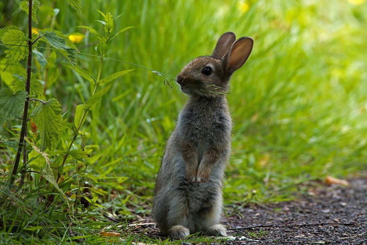 1280x860 Desktop Wallpaper Hares Rodents Grass Animals, Desktop