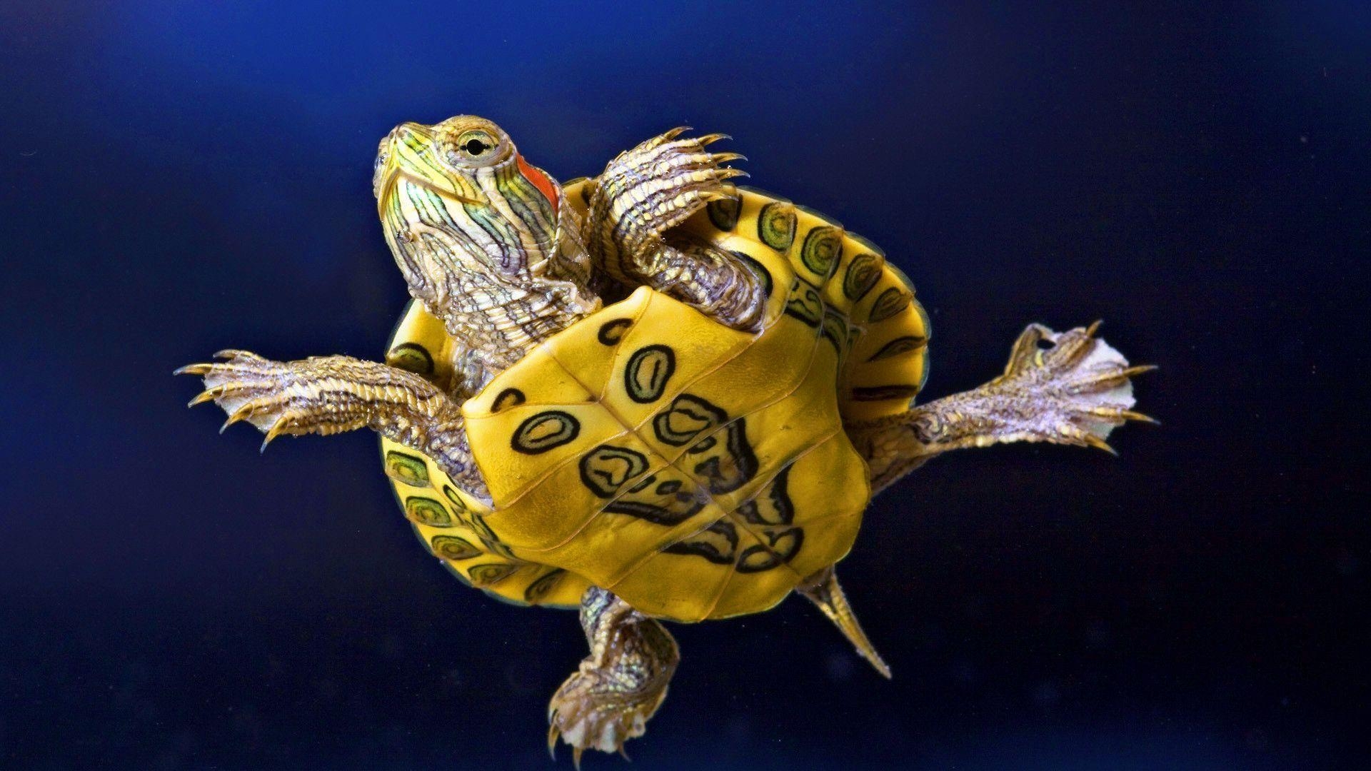 1920x1080 Turtle Wallpaper 4660  px HDWallSource, Desktop