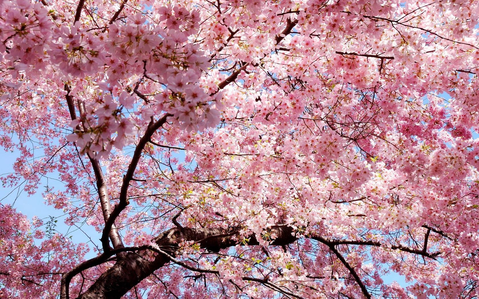 1680x1050 Flowers Tree Branches Pink wallpaperx1050, Desktop