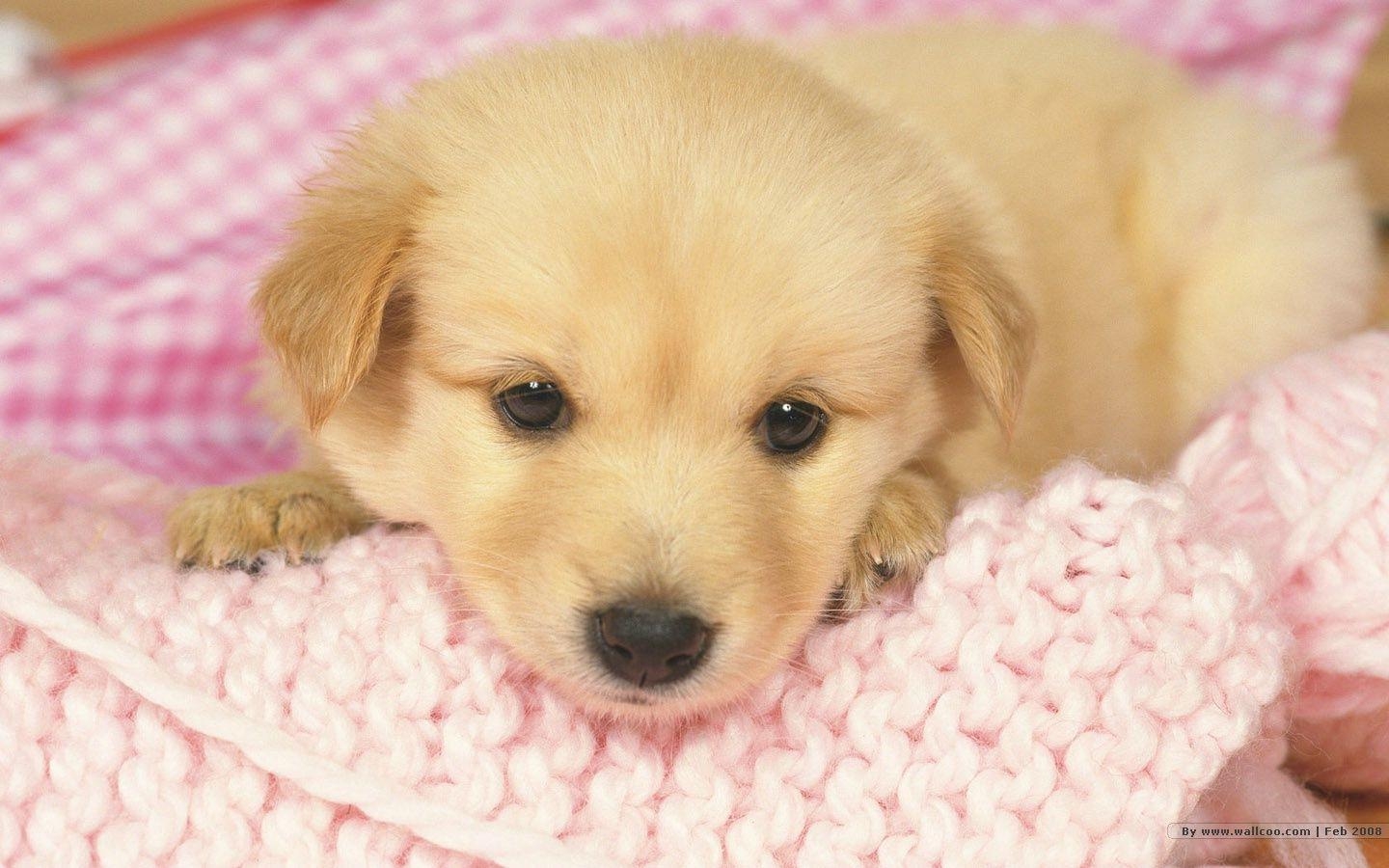 1440x900 Puppies Wallpaper Free Download, Desktop