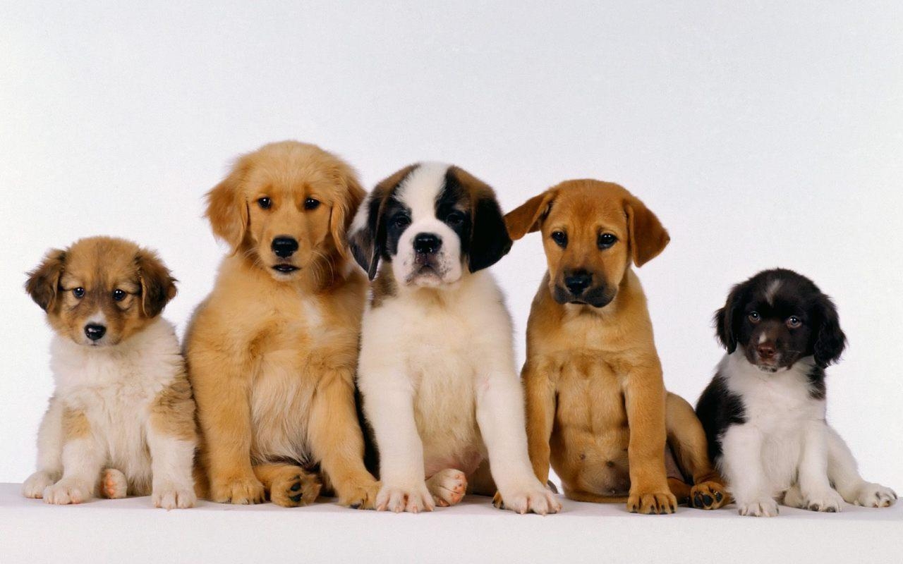 1280x800 Cute Puppy Wallpaper HD Apps on Google Play, Desktop