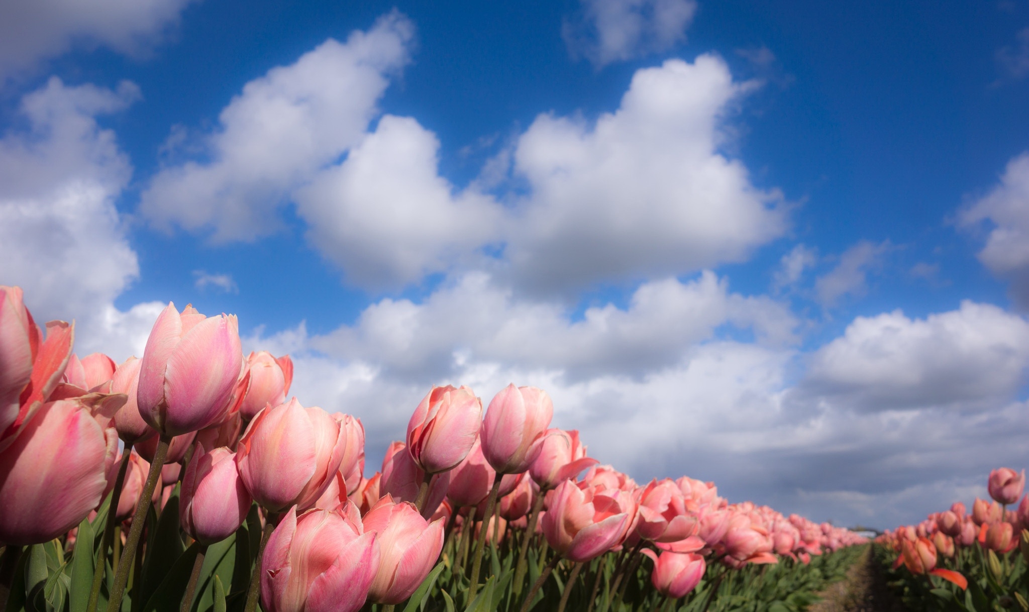 2050x1220 Nature Tulip HD Wallpaper, Desktop