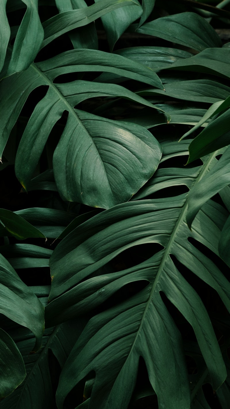 800x1430 Monstera iPhone Wallpaper Image Wallpaper, Phone