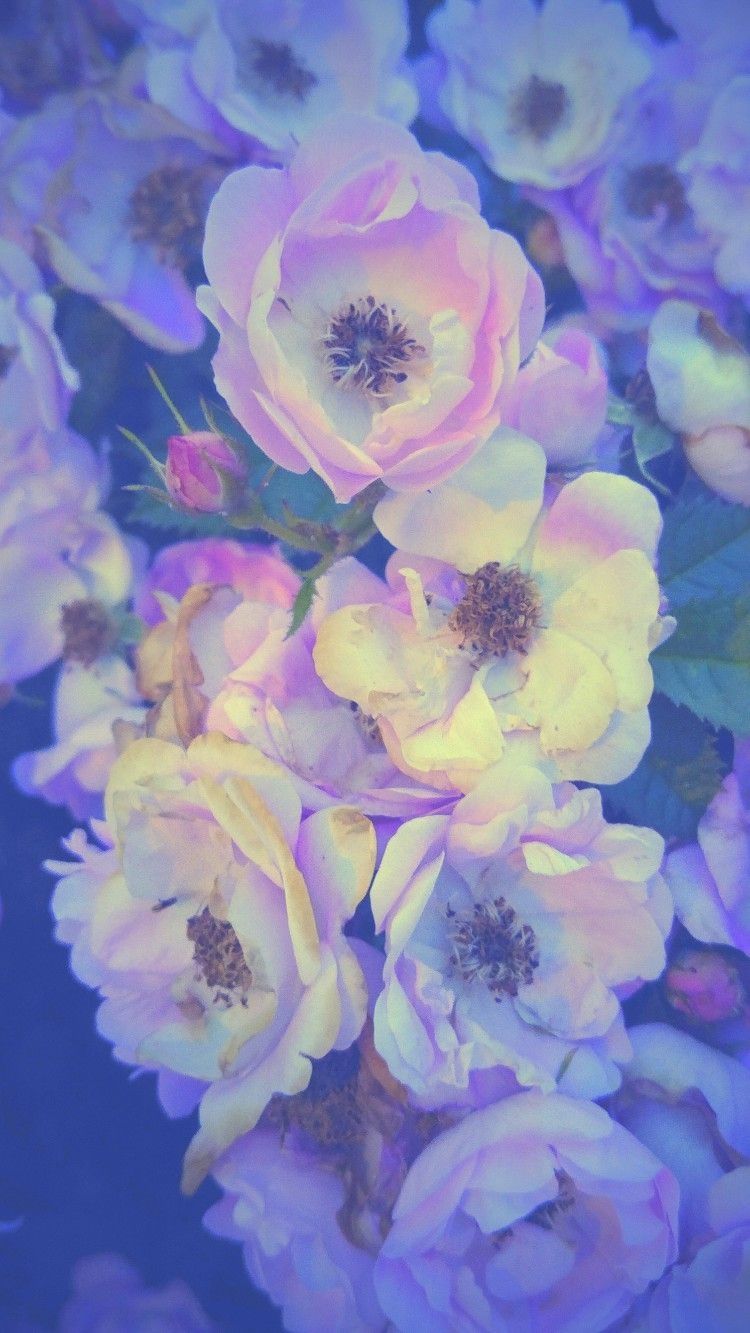 750x1340 iPhone Wallpaper. Flowering plant, Flower, Blue, Petal, Violet, Lavender, Phone