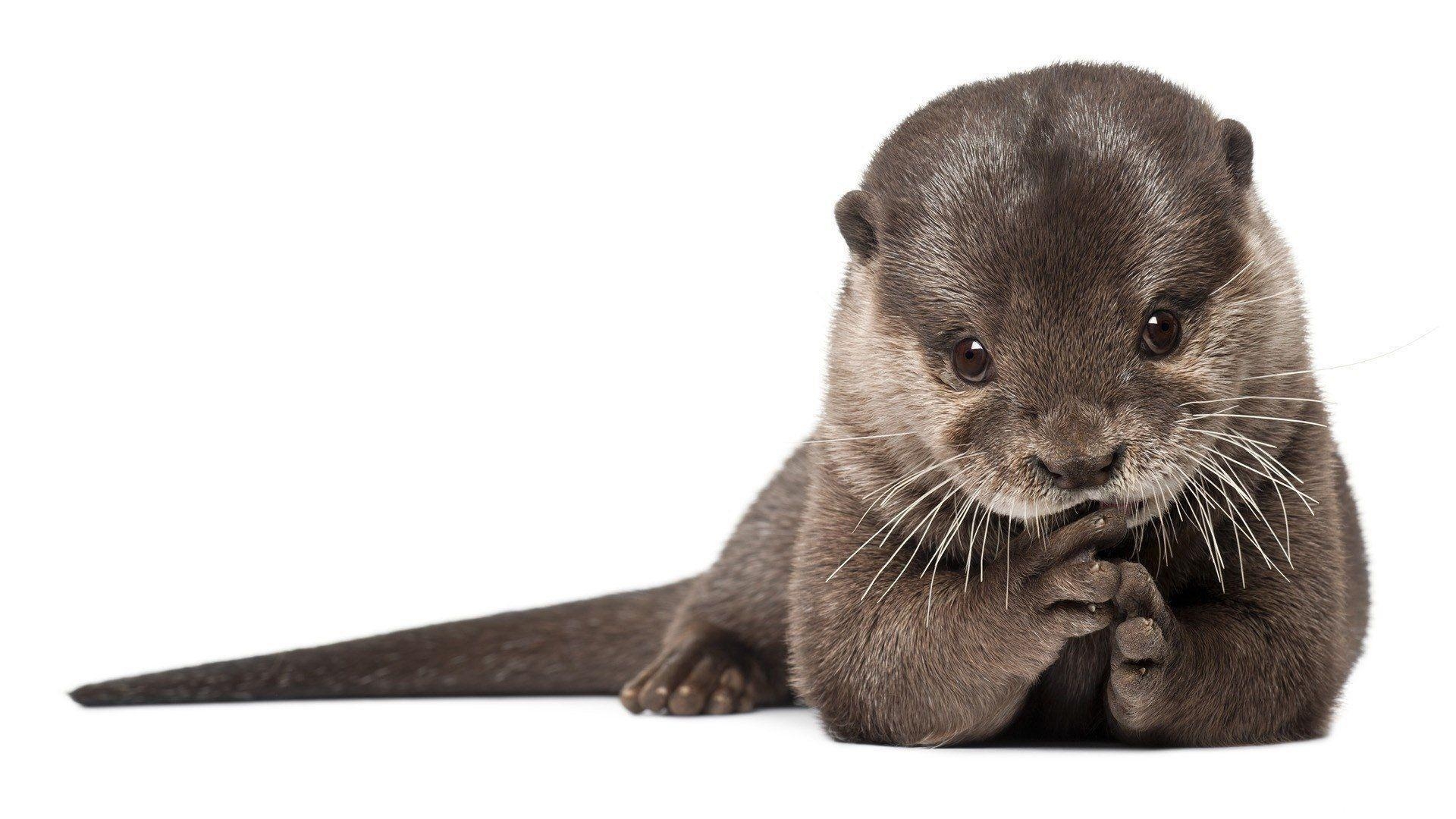 1920x1080 Otter HD Wallpaper, Desktop