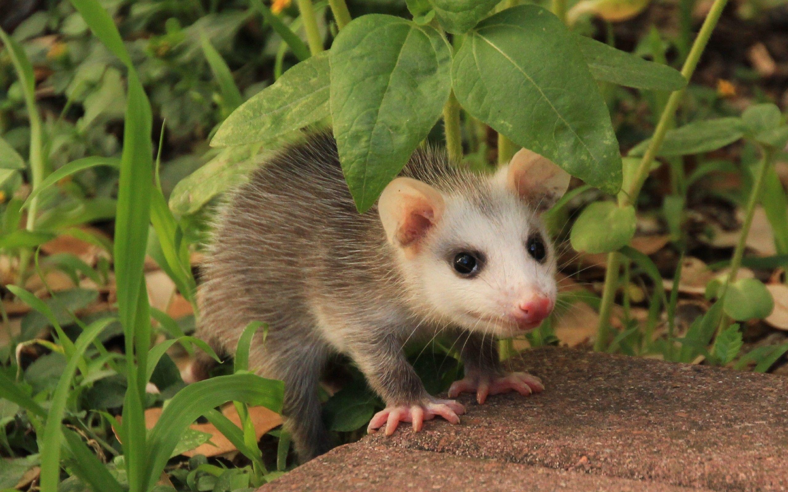 2560x1600 Opossum HD Wallpaper and Background Image, Desktop