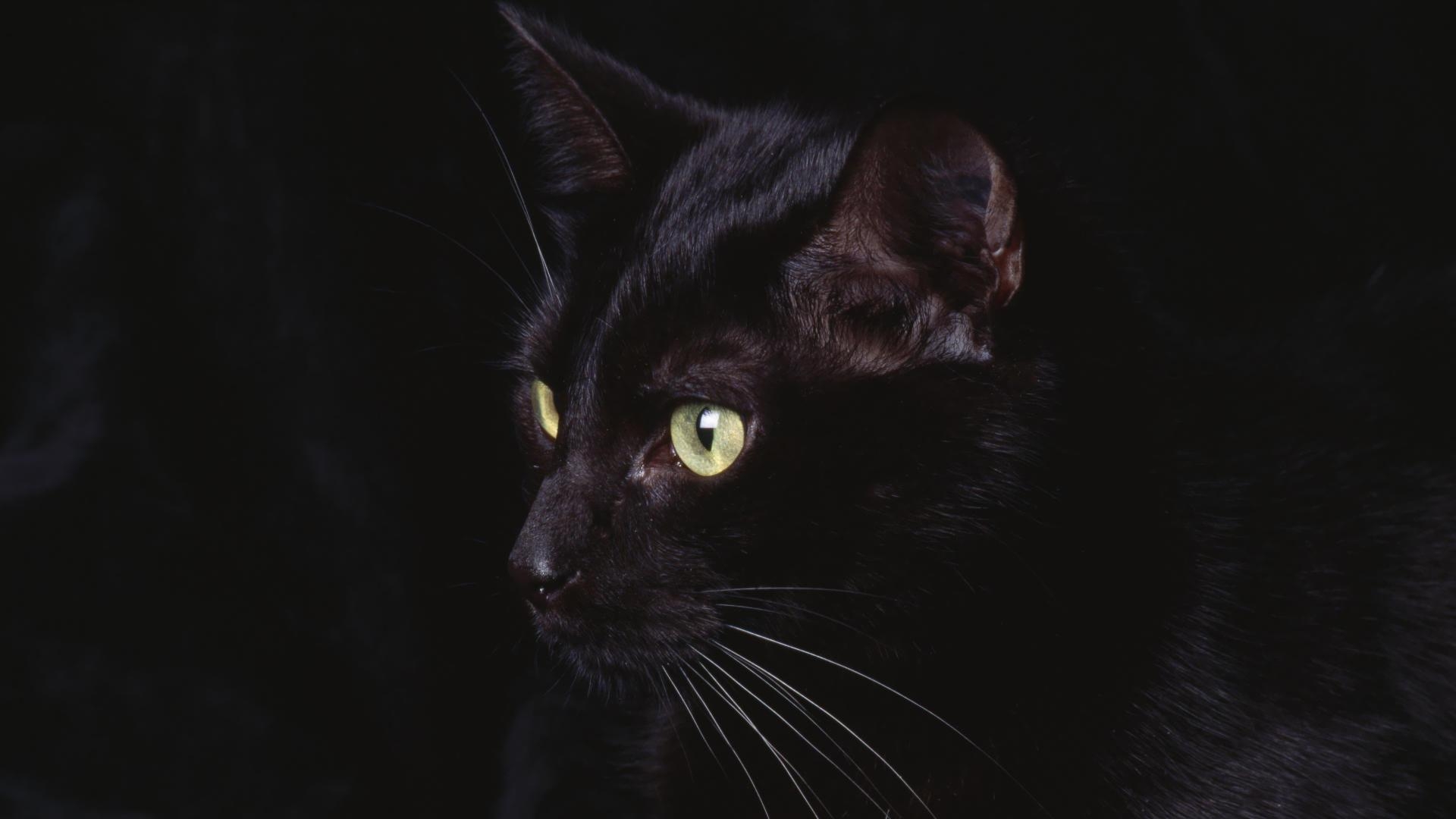 1920x1080 Black Cat in the Dark HD wallpaper, Desktop