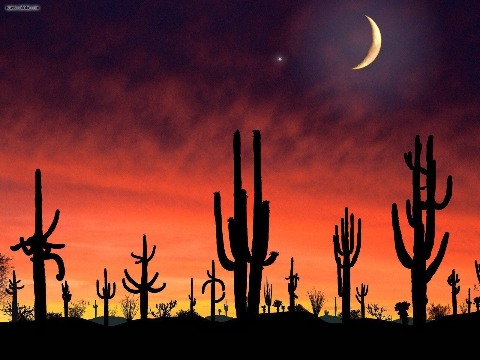 1600x1200 Nature: Saguaro National Park Arizona, picture nr. 23301, Desktop