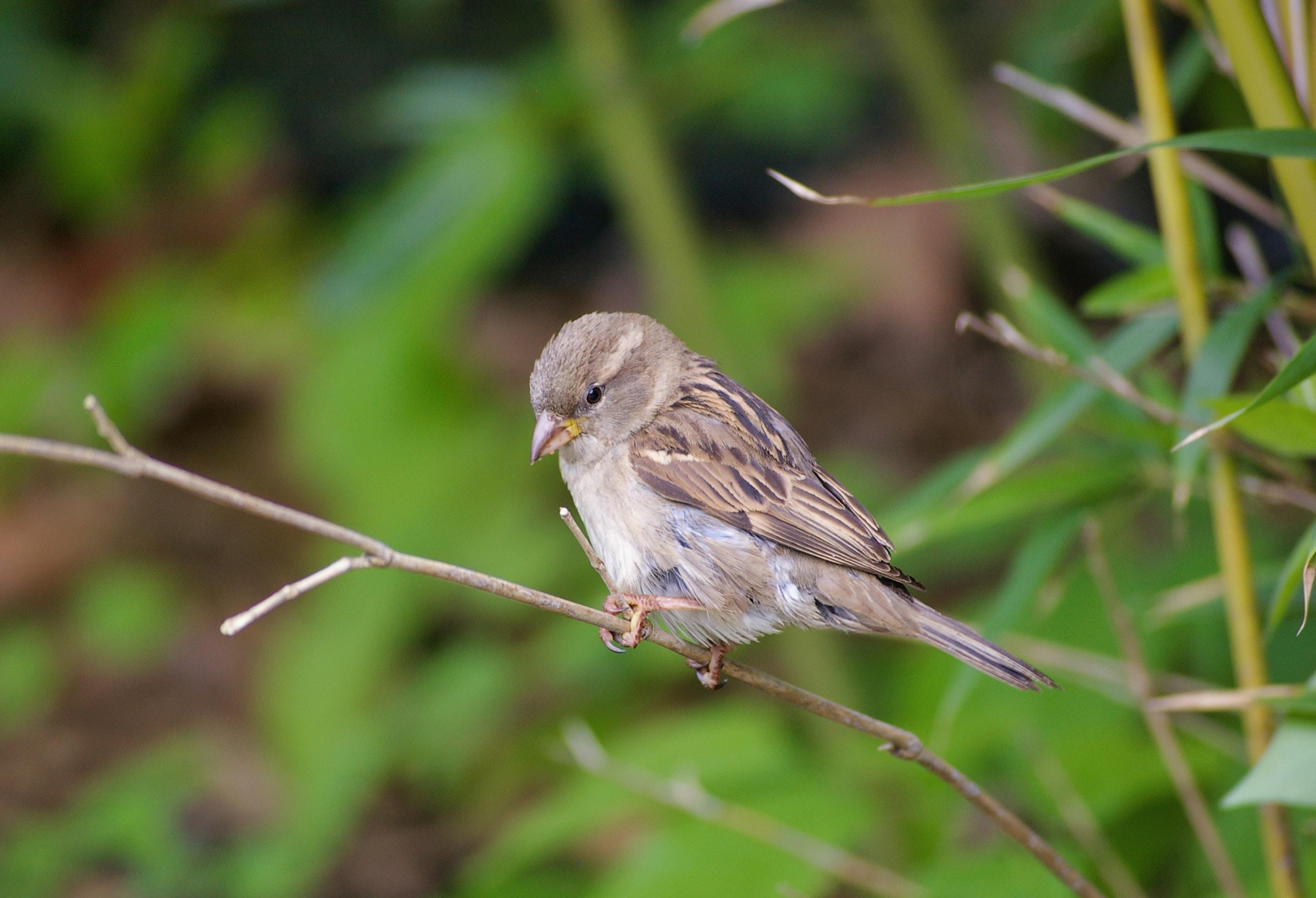 2840x1940 House Sparrow Picture. Download Free Image, Desktop