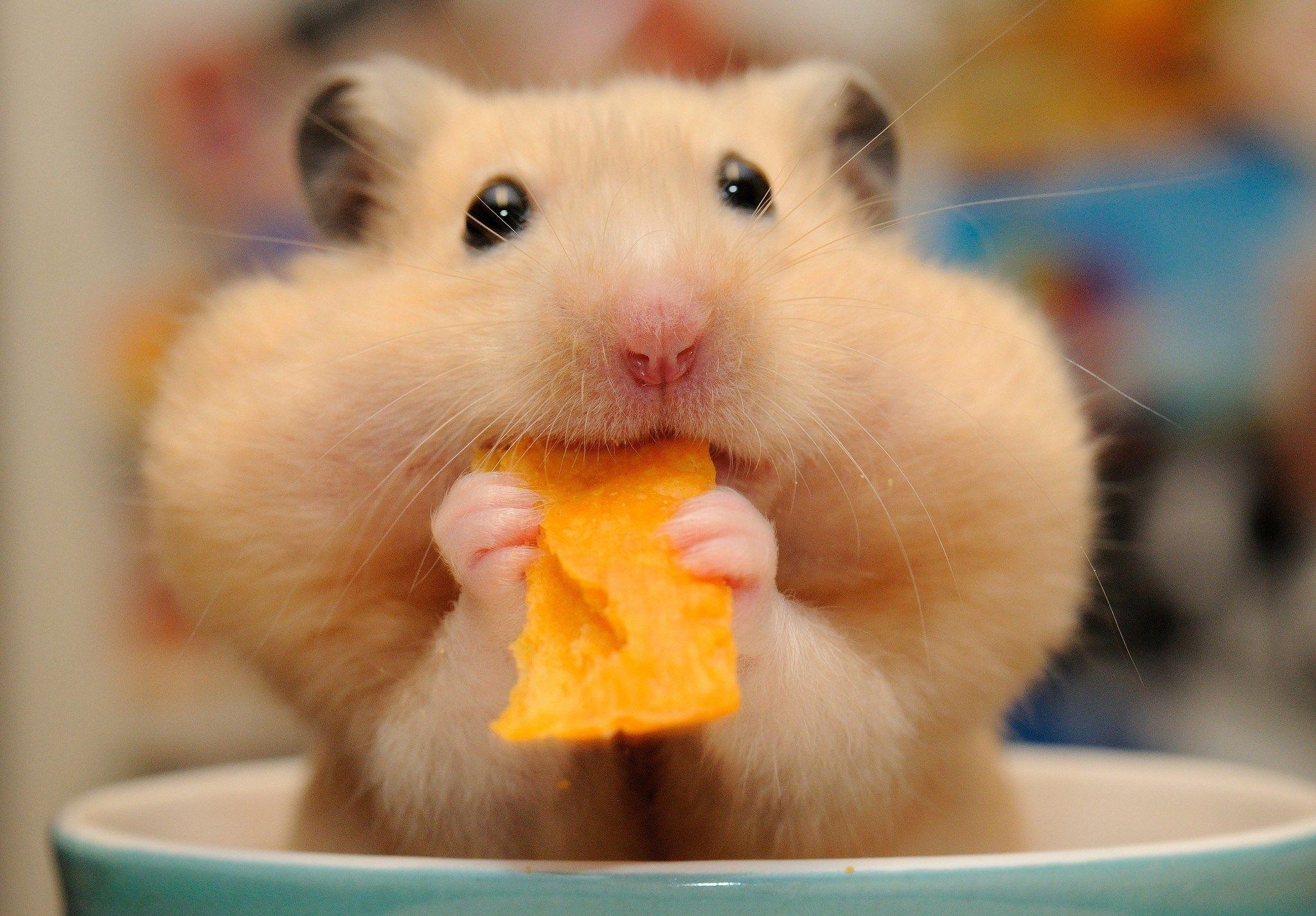 2050x1430 Hamster Wallpaper 10 X 1425, Desktop