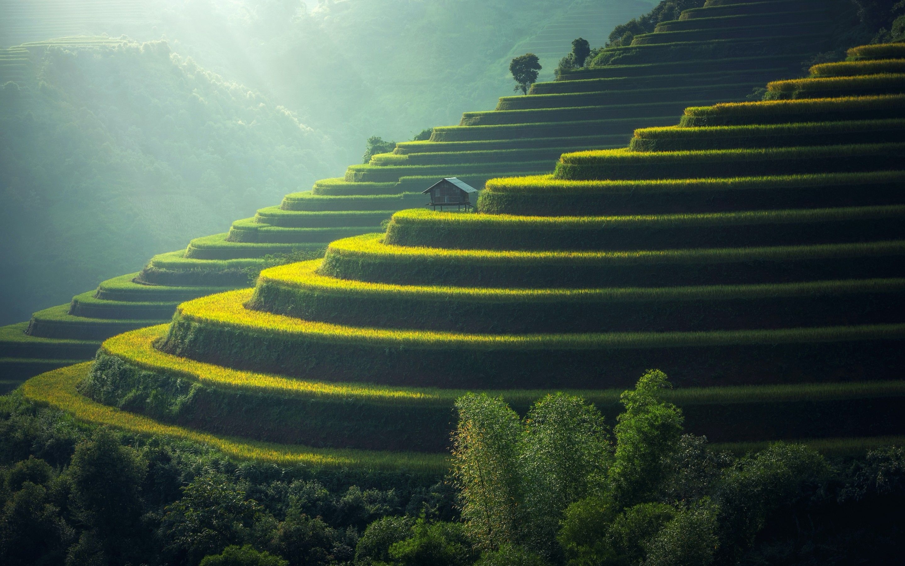 2880x1800 Rice fields 4K Wallpaper, Agriculture, Paddy fields, Landscape, Terrace farming, Green, Daylight, Nature, Desktop