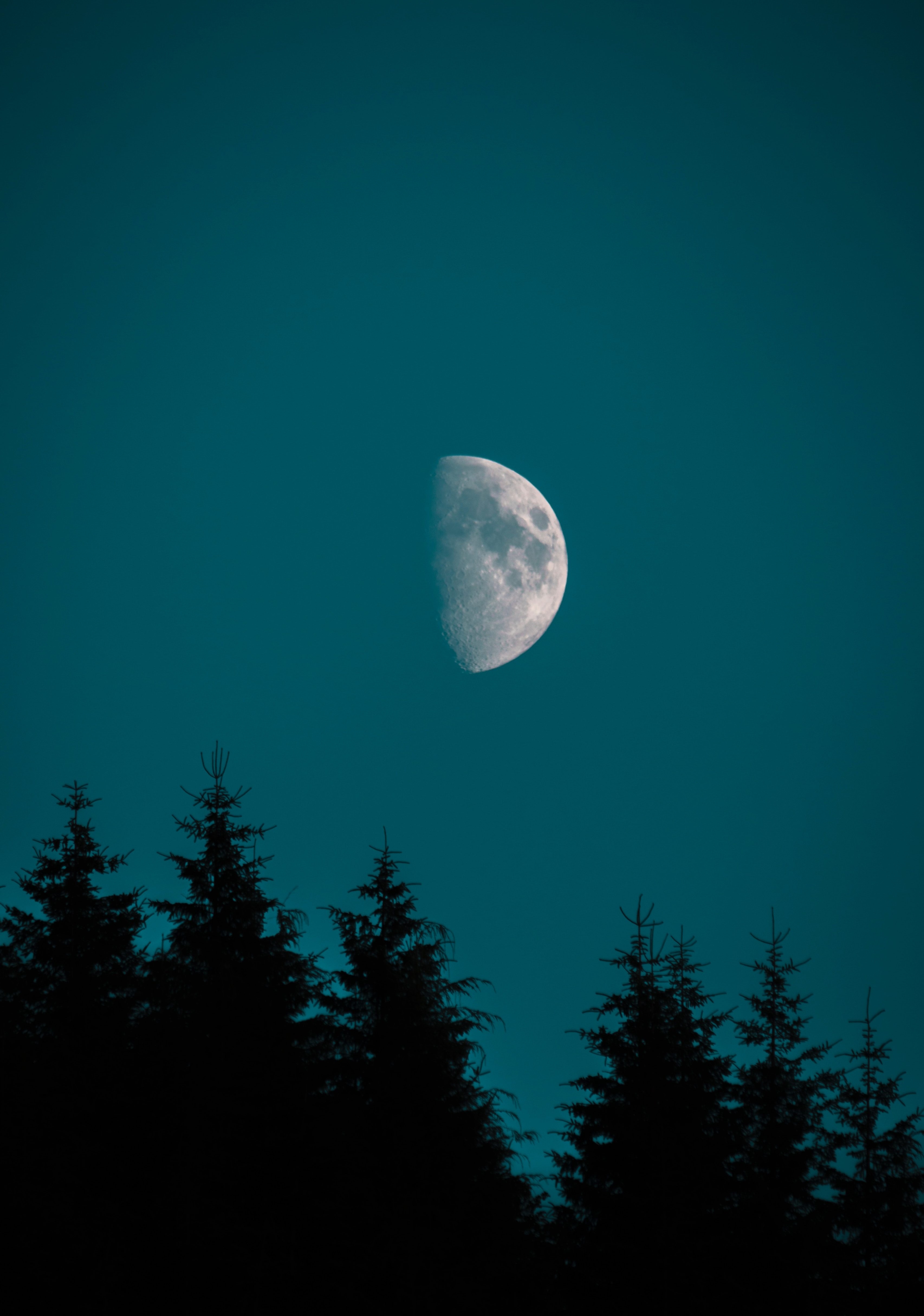 3420x4860 Half Moon Over Pine iPhone Wallpaper, Phone