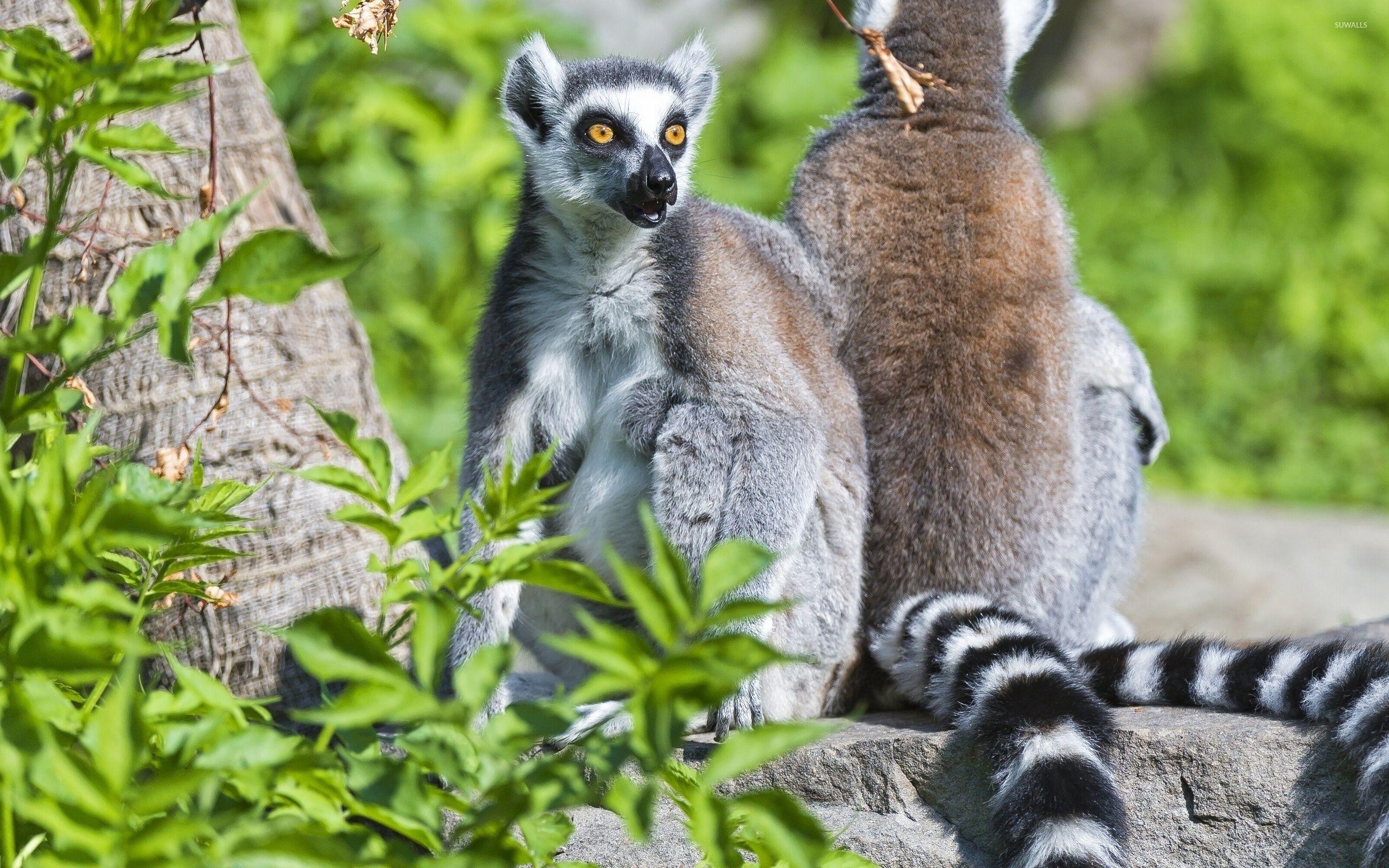 2560x1600 Lemurs wallpaper wallpaper, Desktop