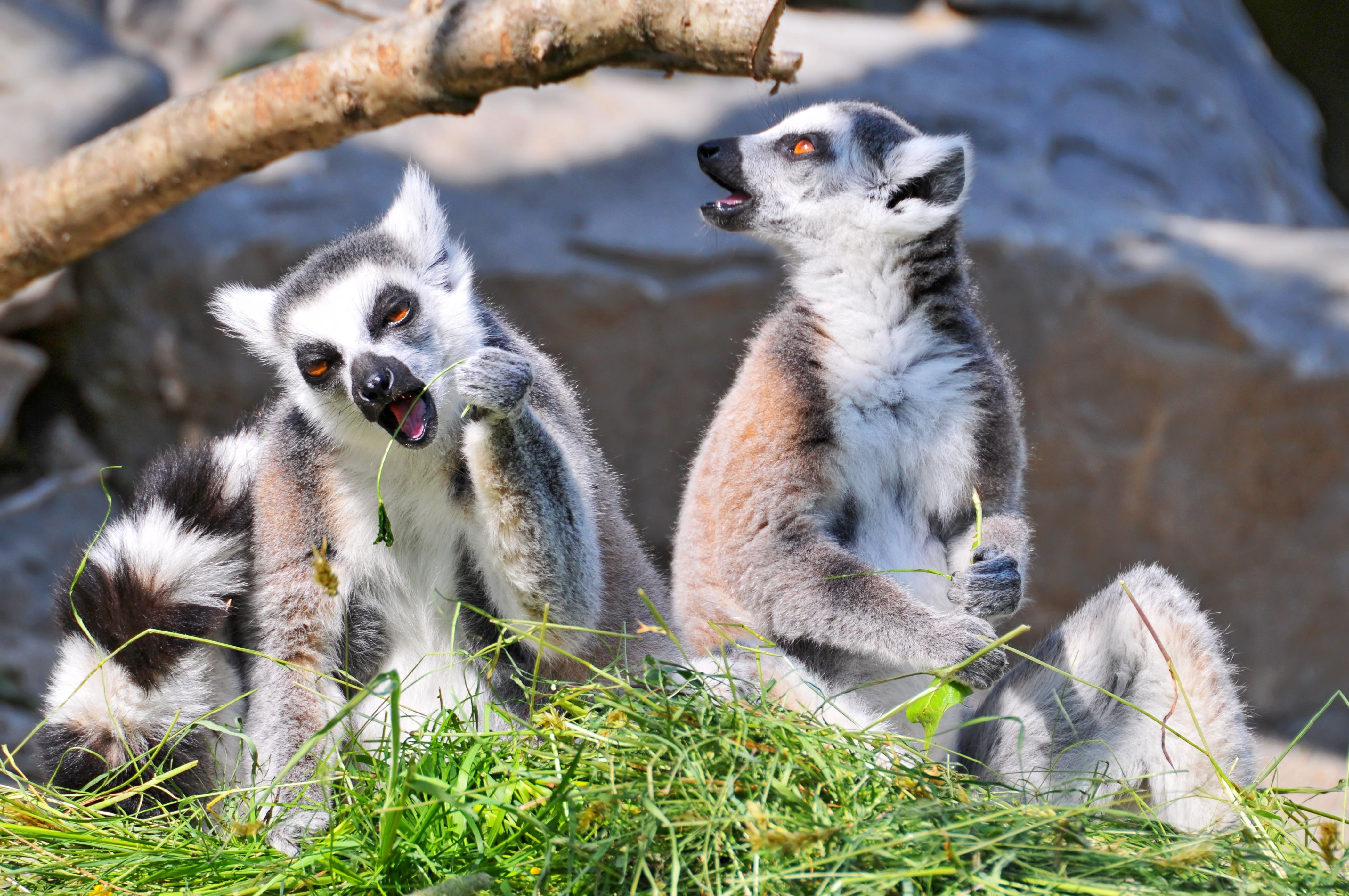 4220x2800 Lemur 4k Ultra HD Wallpaper and Backgroundx2798, Desktop