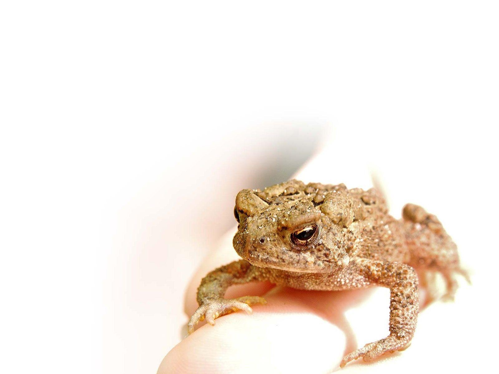 1600x1200 Desktop Wallpaper · Gallery · Animals · American toad. Free, Desktop