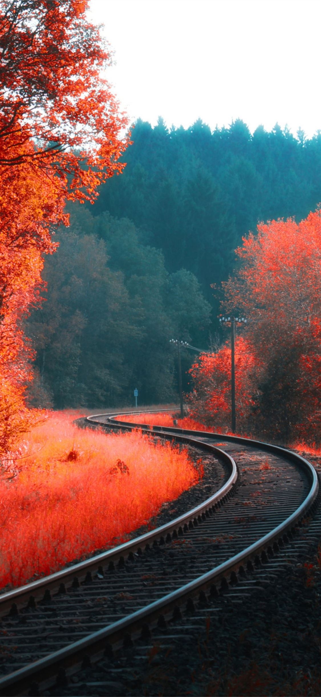 1130x2440 railway autumn forest iPhone 11 Wallpaper Free Download, Phone