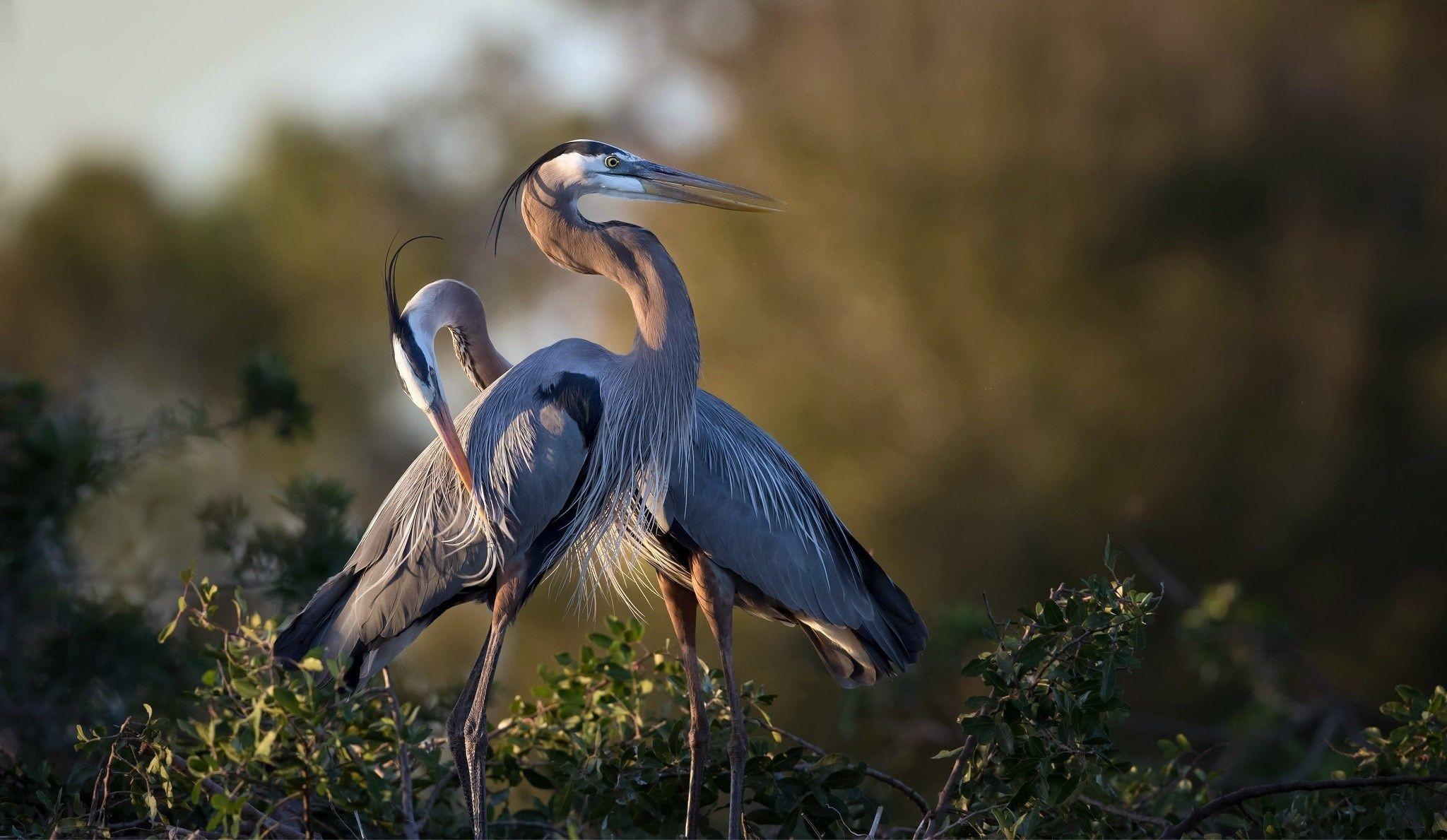 2050x1190 Heron Wallpaper, Desktop