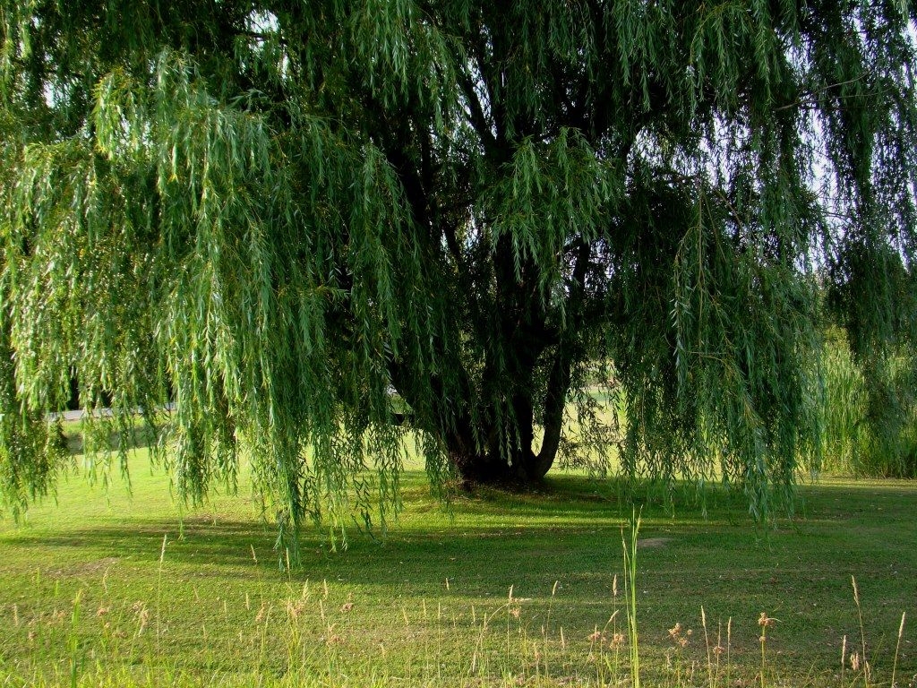 1030x770 Free download Beautiful Weeping Willow Tree Wallpaper Weeping willow tree [] for your Desktop, Mobile & Tablet. Explore Willow Tree Wallpaper. Weeping Willow Wallpaper, Willow Tree Wallpaper Primitive, Willow, Desktop