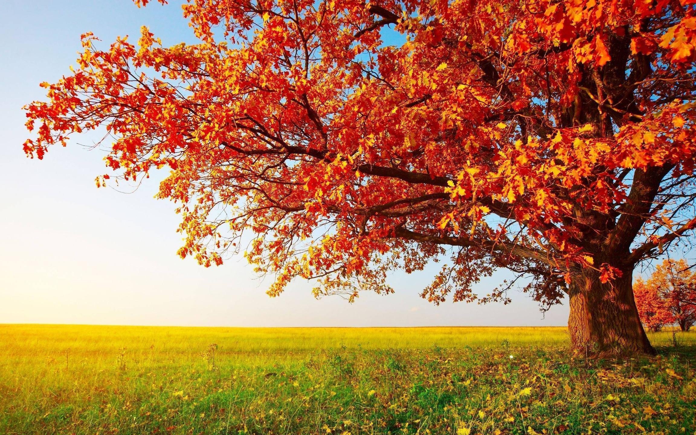 2310x1440 Autumn November Picture Wallpaper HD, Desktop